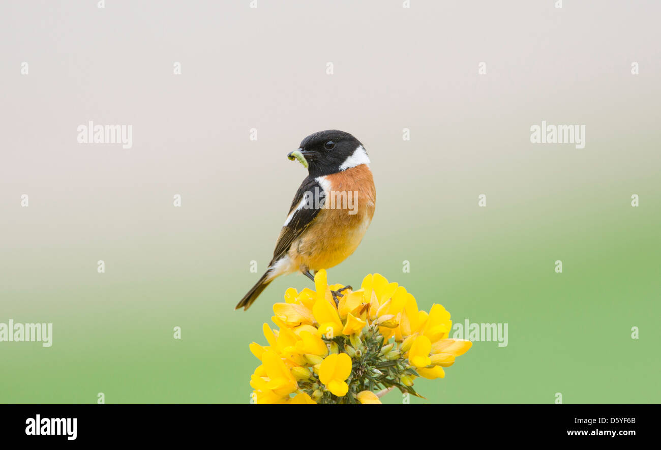 Saxicola torquata - maschio stonechat arroccato su gorse bush Foto Stock