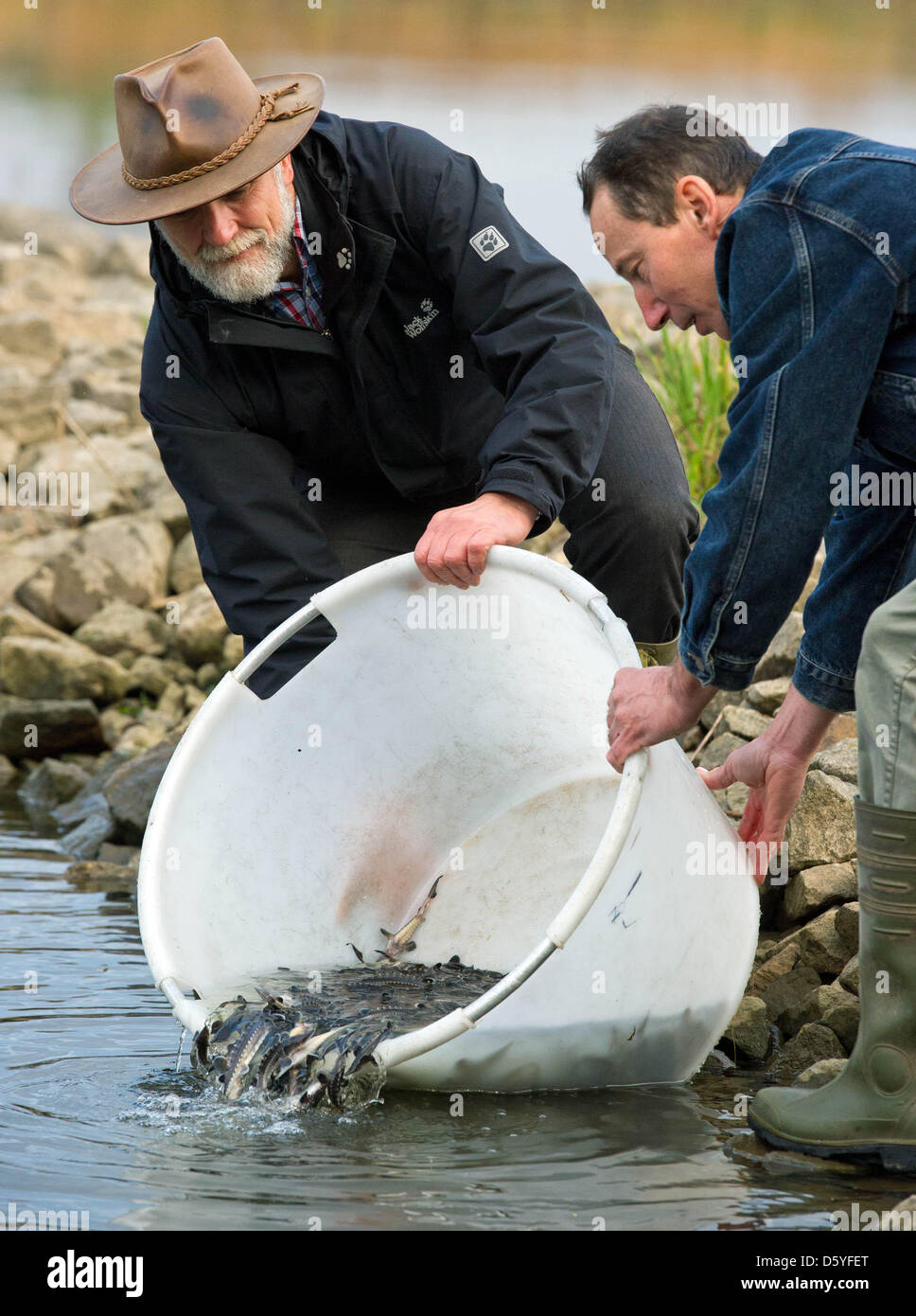 Storione di piccole dimensioni sono rilasciate nell'Oder River vicino Hohesaaten, Germania, 23 ottobre 2012. 6000 storione giovani sono stati rilasciati nell'Oder nello stesso giorno. La società di salvataggio è sturgeo carring fuori il suo ritorno progetto iniziato nel 1996 secondo piano. Obiettivo del progetto è il ritorno di storione atlantico (Acipenser oxyrinchus) alla sua originale abito, che include la Oder r Foto Stock