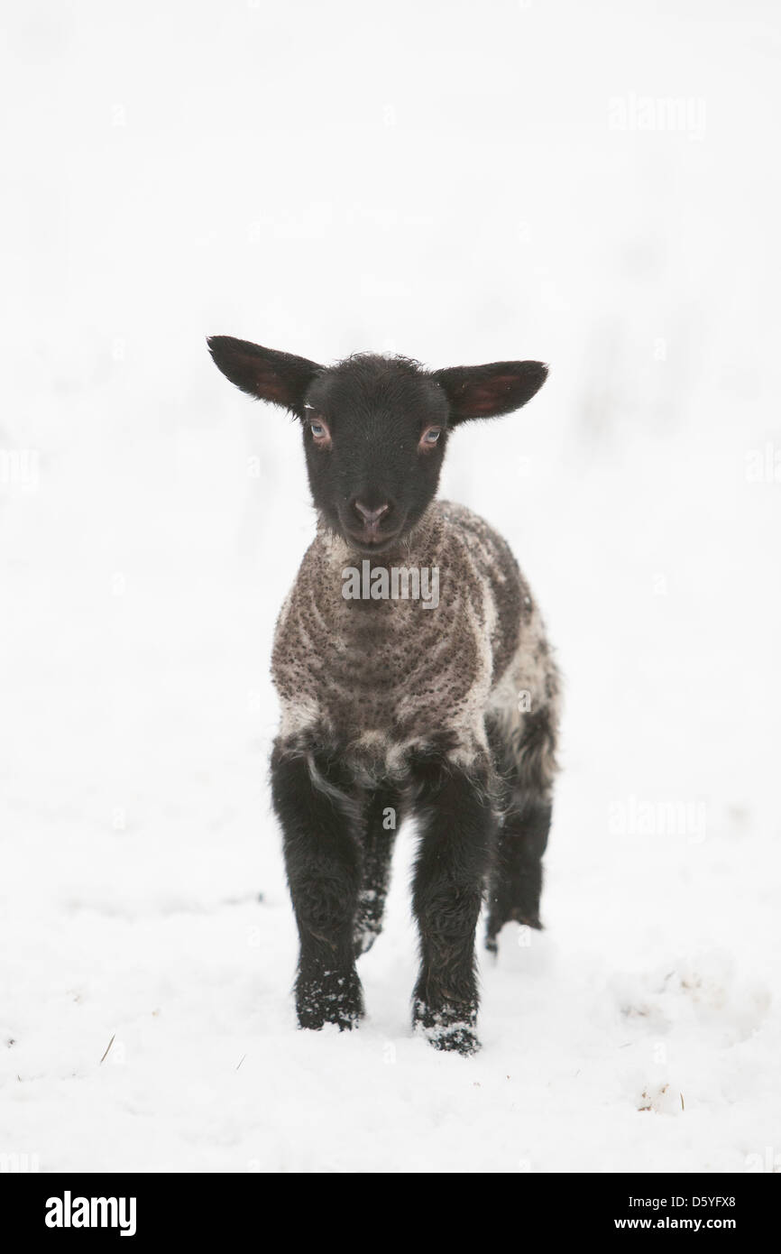 Il nero di agnello in piedi nella neve Foto Stock