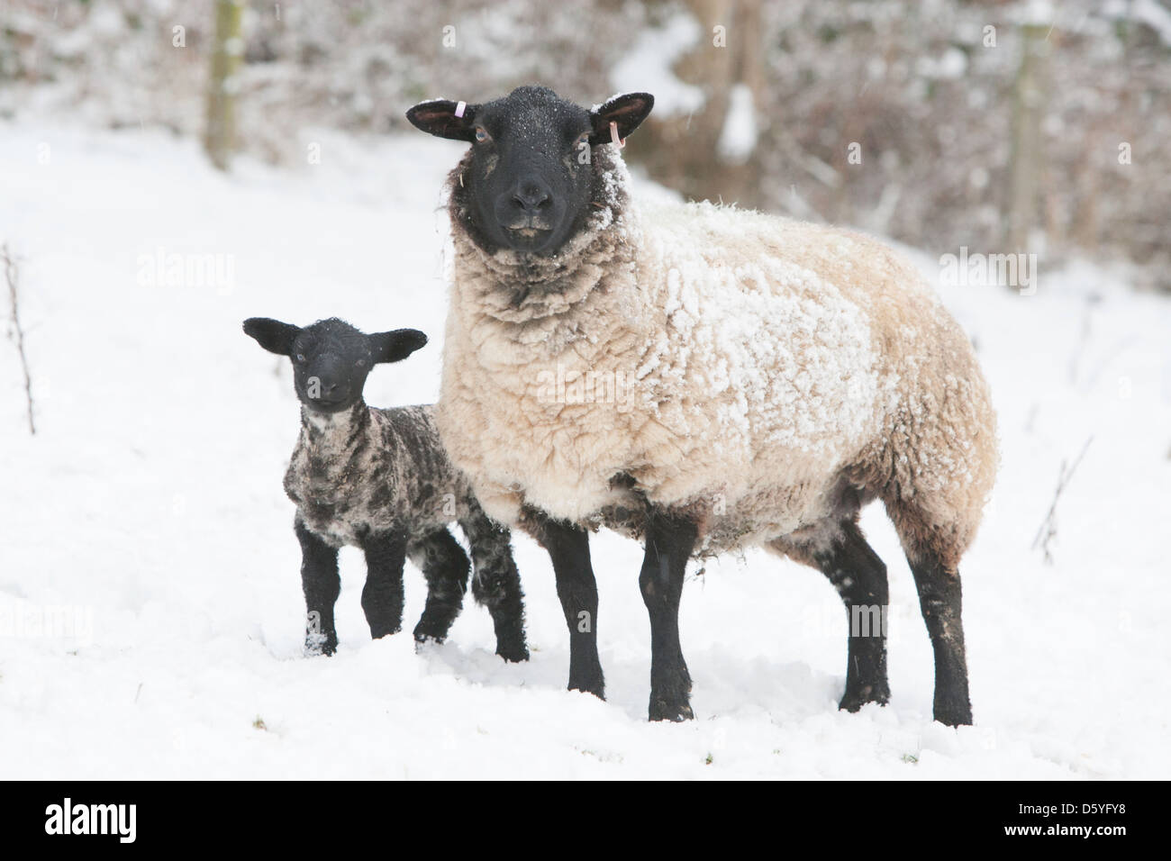 Nero-di fronte pecora e agnello in neve Foto Stock