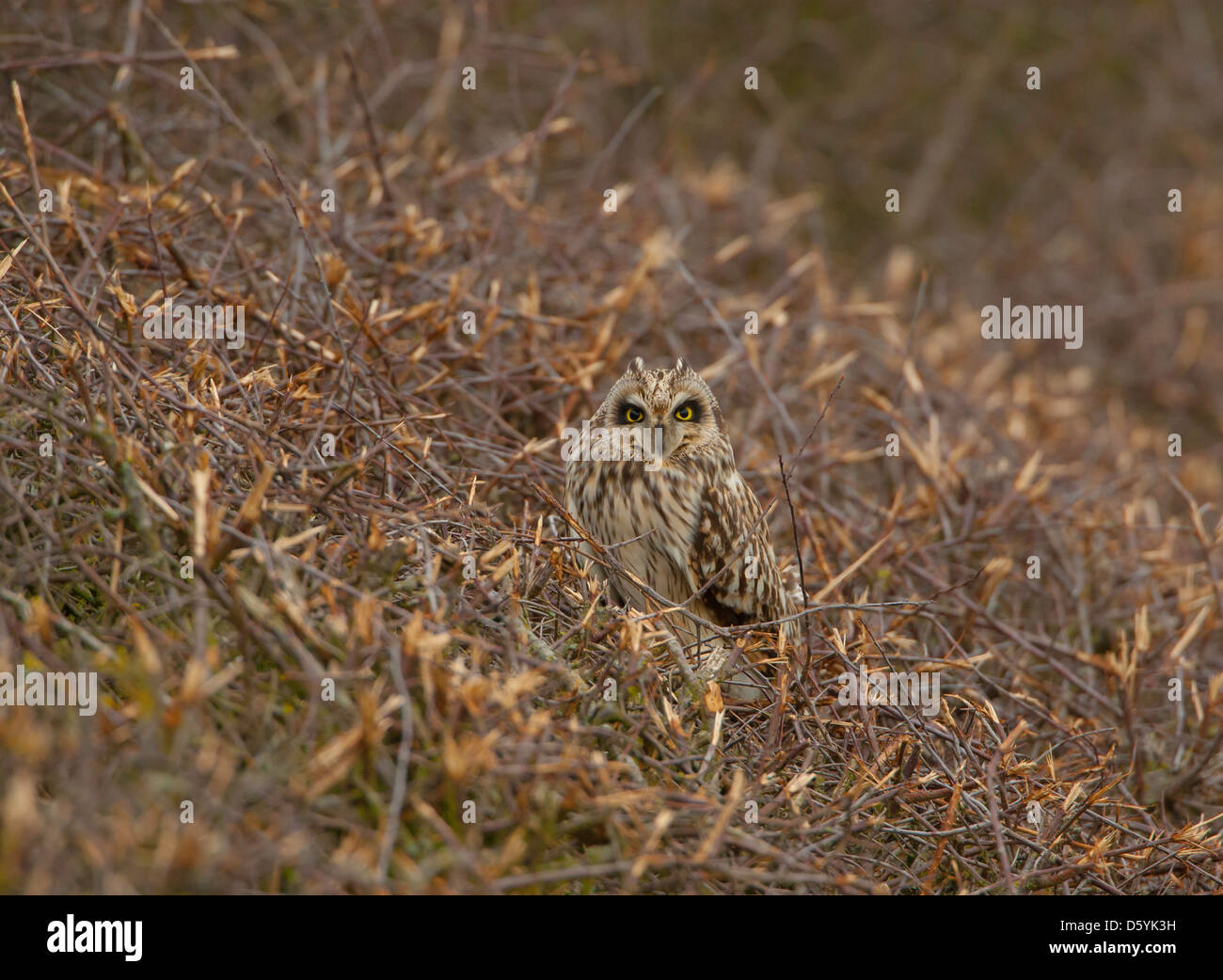 Asio flammeus - Corto-eared Owl appollaiato su un taglio fresco hedge Foto Stock