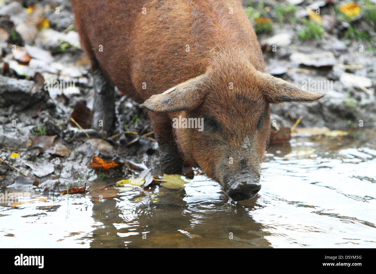 La lana di suini o maiali mangalica stanno diventando molto populair ora nei Paesi Bassi, qui si vede in Abcoude, Paesi Bassi, 24 ottobre 2012. Il più grande allevamento di circa 30 -cosiddetto- arricciature suini è sull'organic dairy farm di Henk den Hartog nella città olandese Abcoude, nei dintorni di Amsterdam ed è di proprietà di VOF De Wolvarken. Gli animali devono il loro nome alla forte crescita dei capelli ricci. Il grasso di t Foto Stock