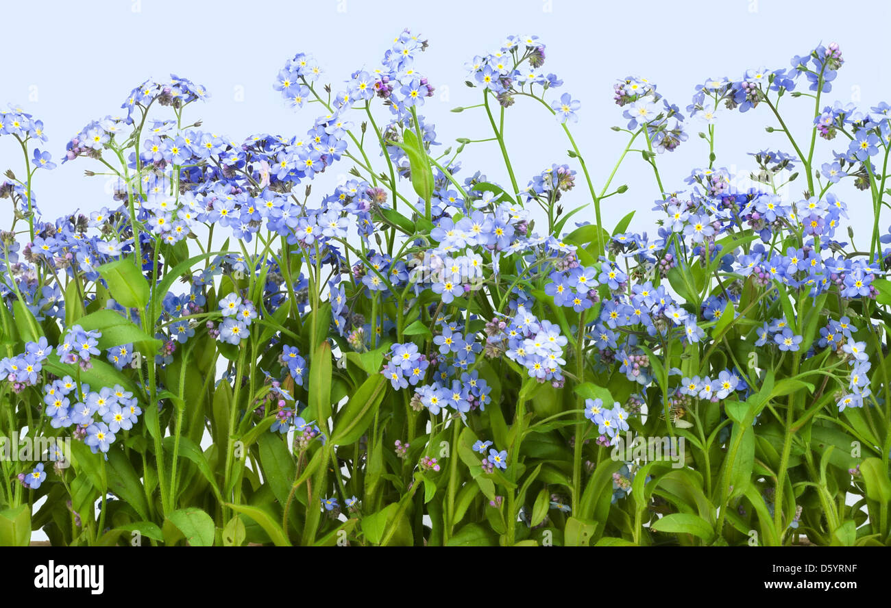 Dimenticare me not (Myosotis) impianto Foto Stock