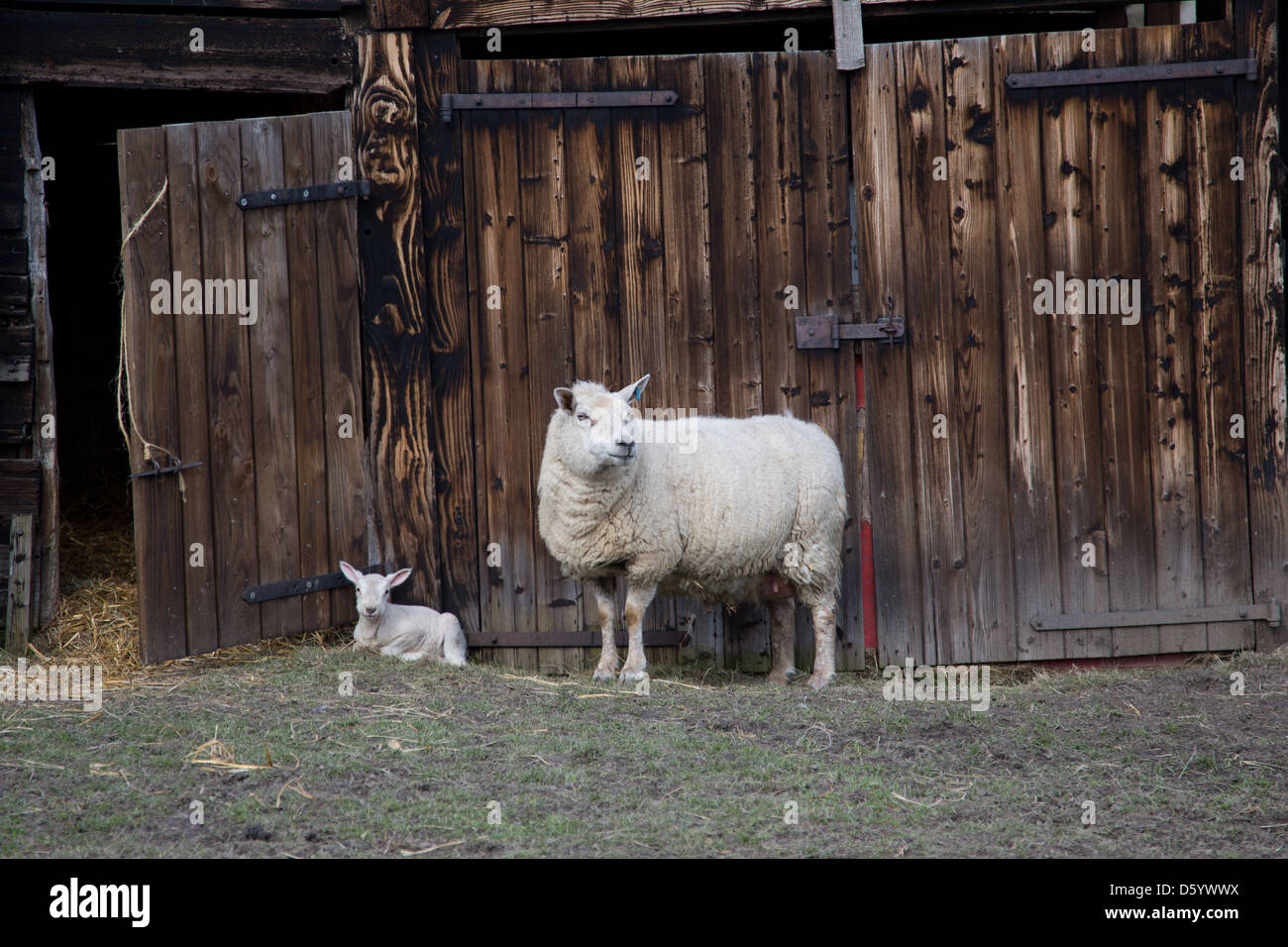 Pecora e agnello al di fuori di una tettoia in legno Foto Stock