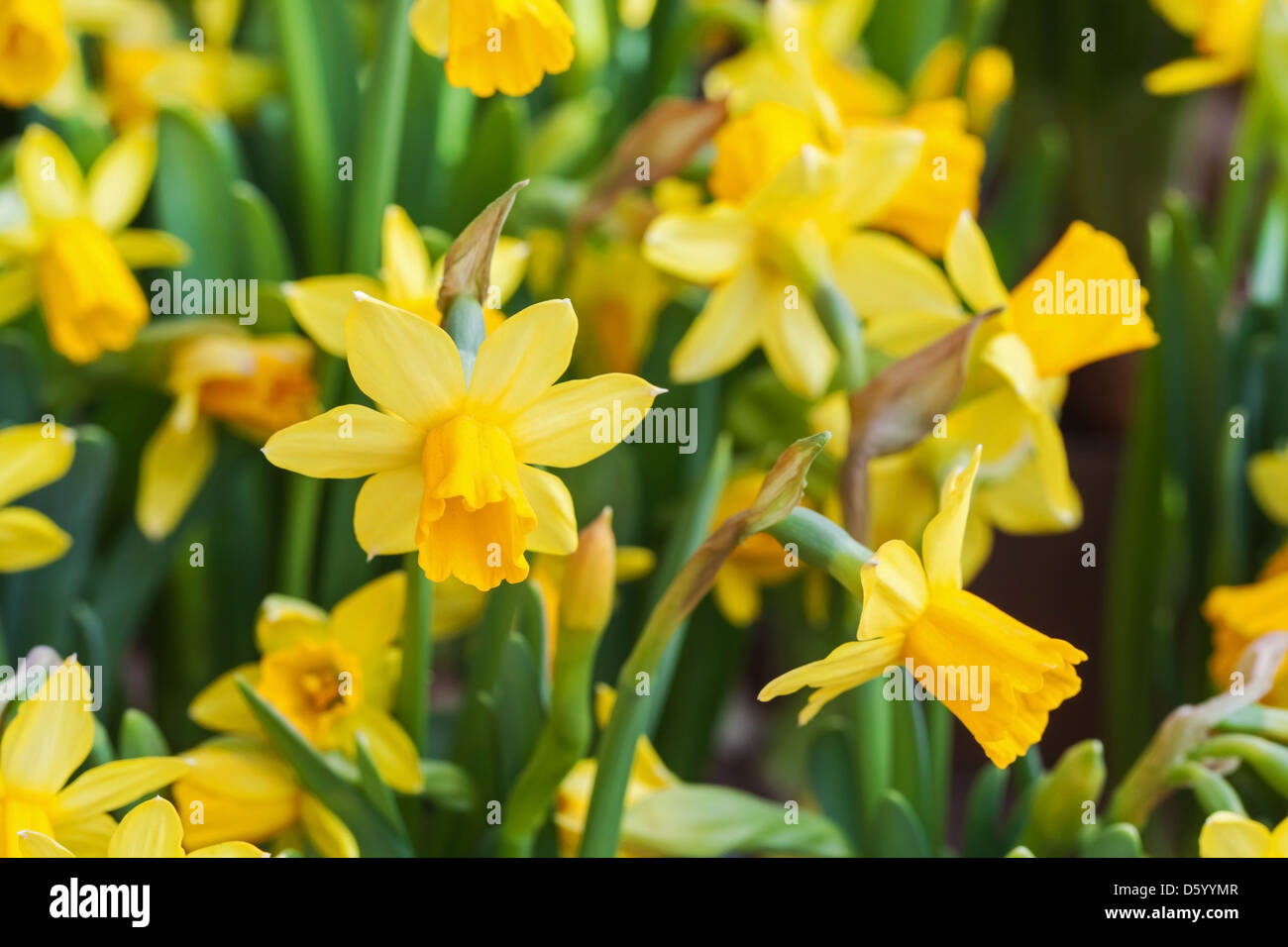 Di colore giallo brillante fiori di narciso nel giardino di primavera Foto Stock