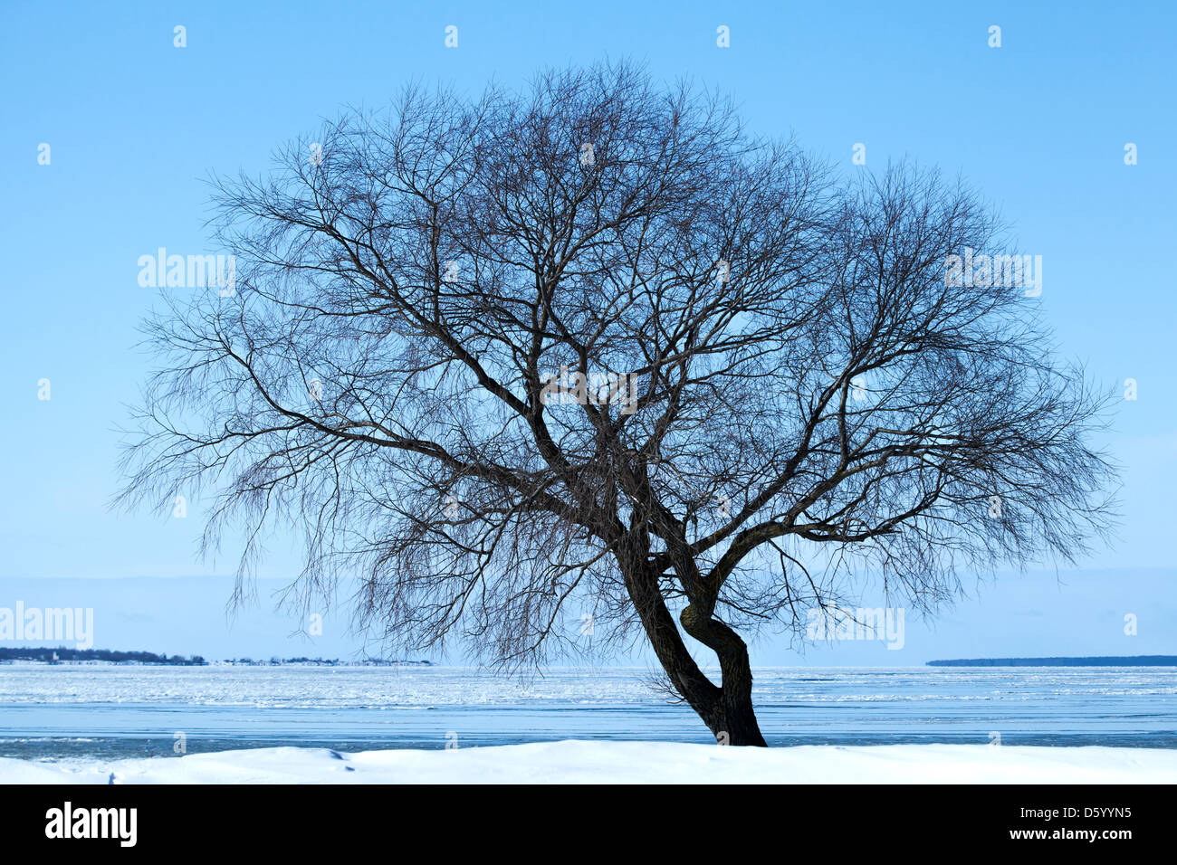 Da sole invernale silhouette ad albero sulla costa del mare Foto Stock