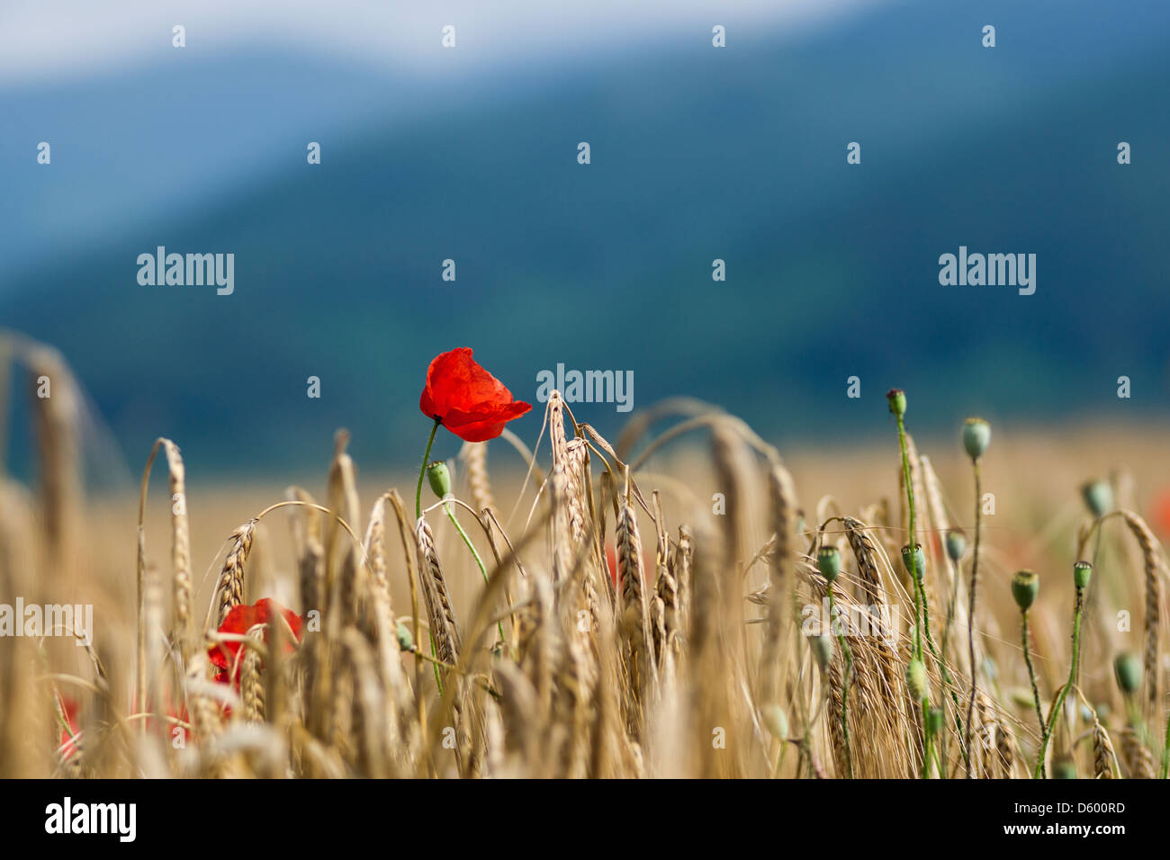 Fiore di papavero in un campo di grano Foto Stock