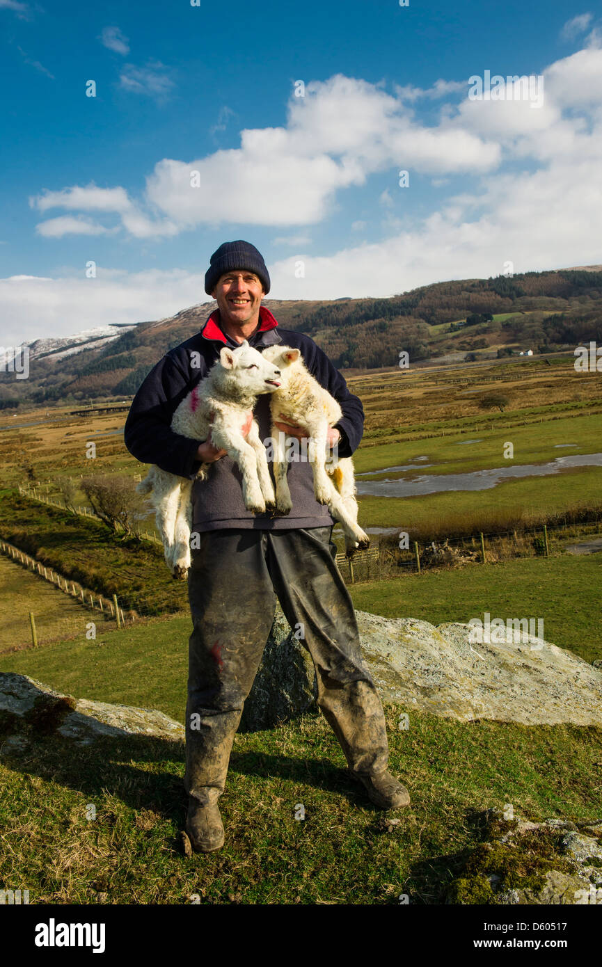 Un agricoltore gallese tenendo due agnelli giovani nelle sue braccia della sua azienda agricola in Dyfi valle salmastra Wales UK Foto Stock