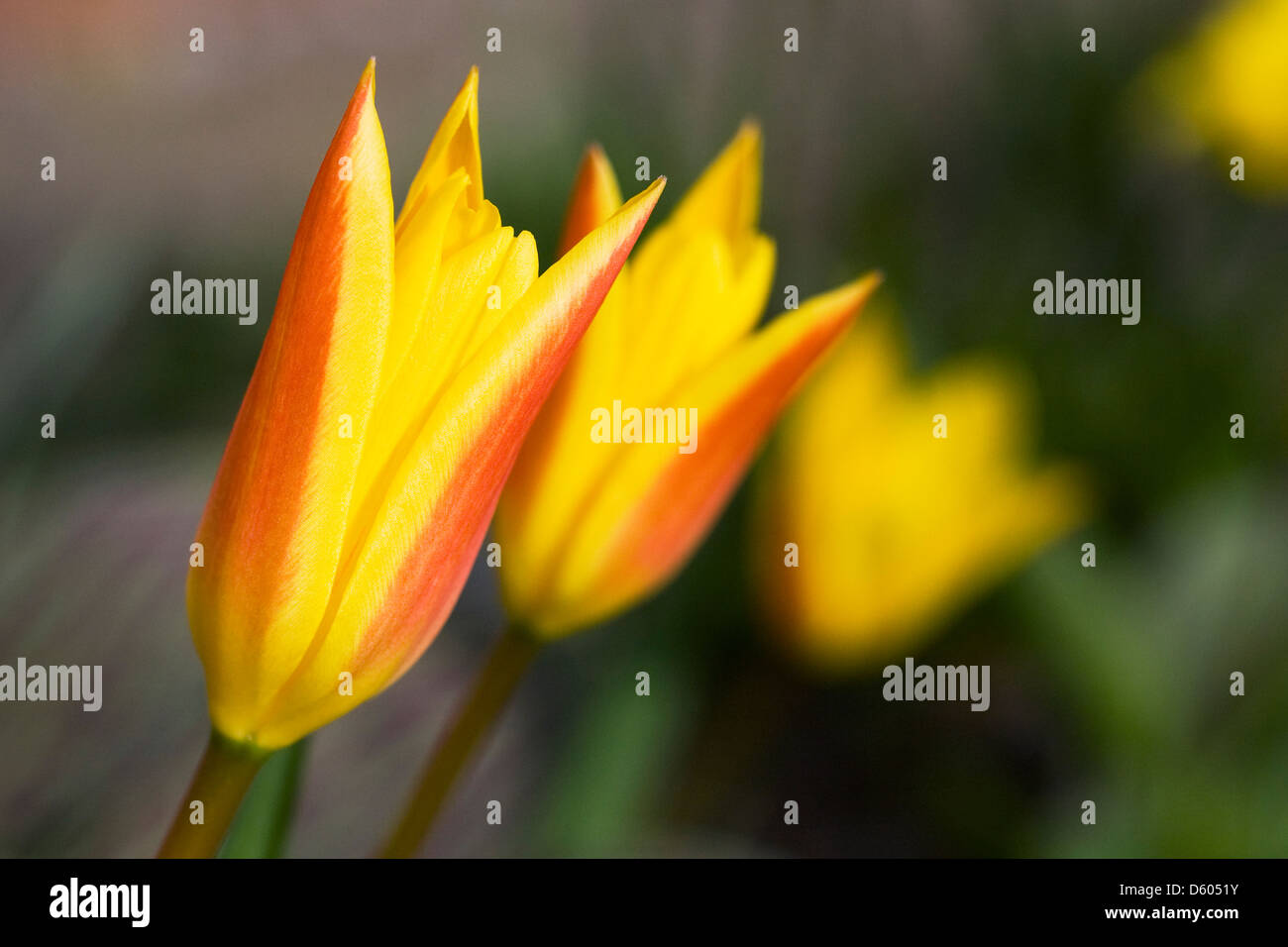 Giallo e rosso striato crescente di tulipani nel giardino. Foto Stock