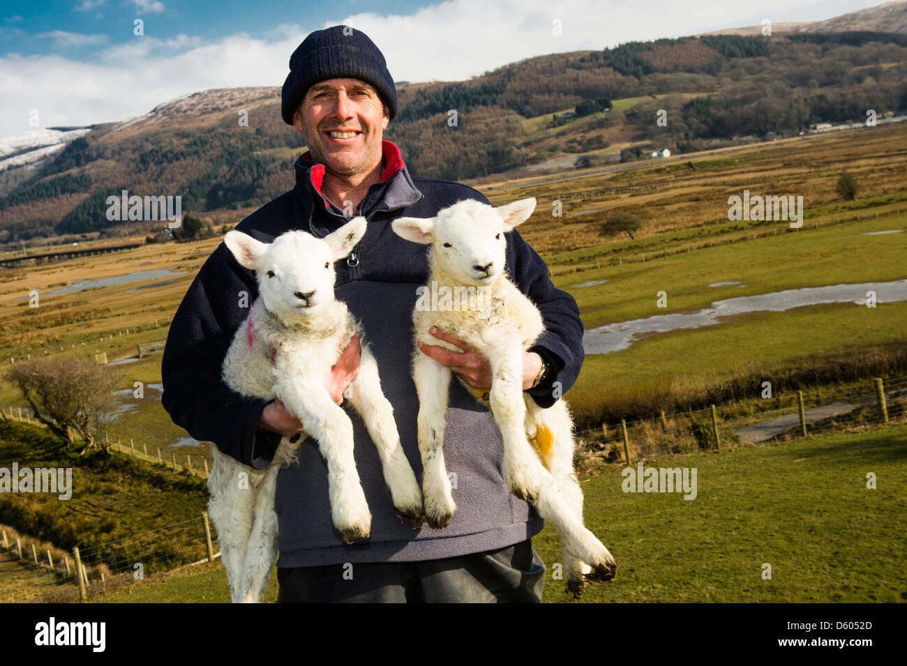 Un agricoltore gallese tenendo due agnelli giovani nelle sue braccia della sua azienda agricola in Dyfi valle salmastra Wales UK Foto Stock