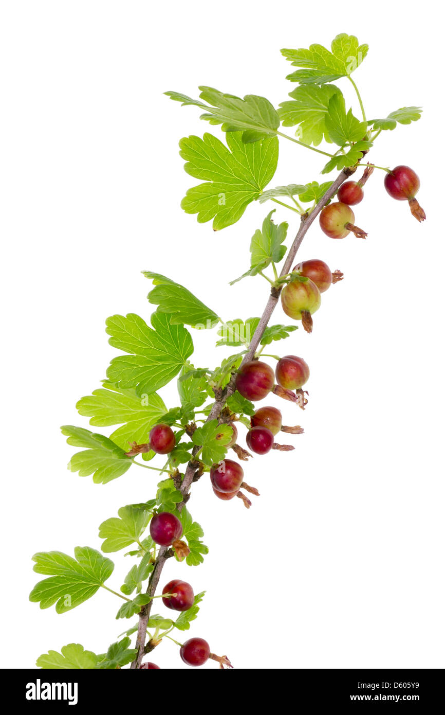Il ramo di fico d'india uva spina Foto Stock