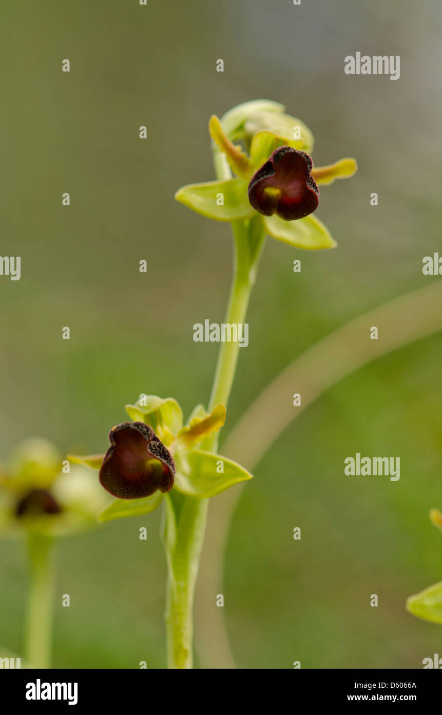 Ophrys atlantica, Atlas Orchid, orchidea selvatica, Andalusia, Spagna meridionale. Foto Stock
