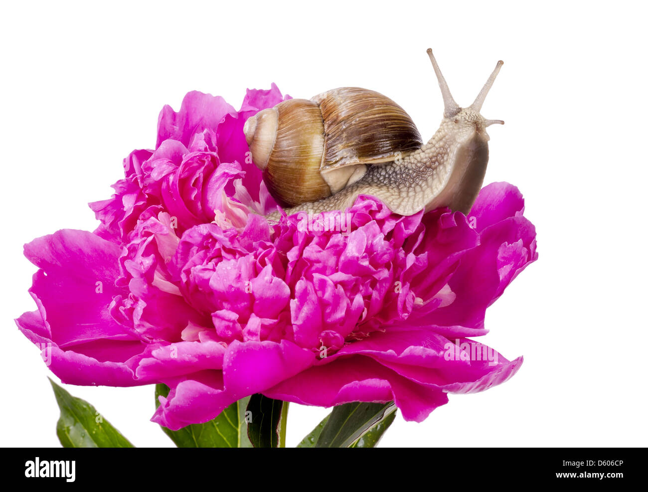 Muco ros immagini e fotografie stock ad alta risoluzione - Alamy