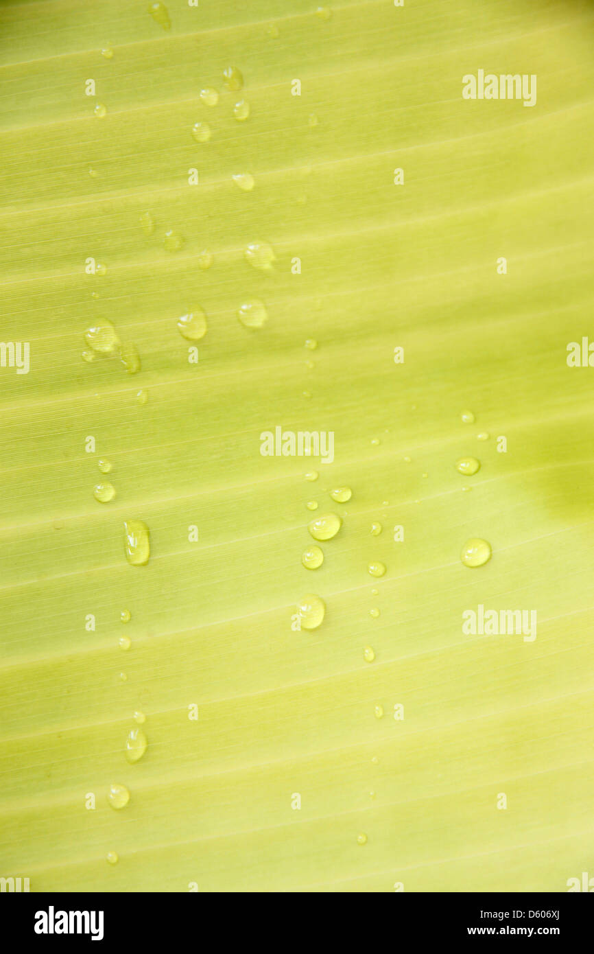 Banana Leaf al mattino e gocce d'acqua sulla foglia di banano. Foto Stock