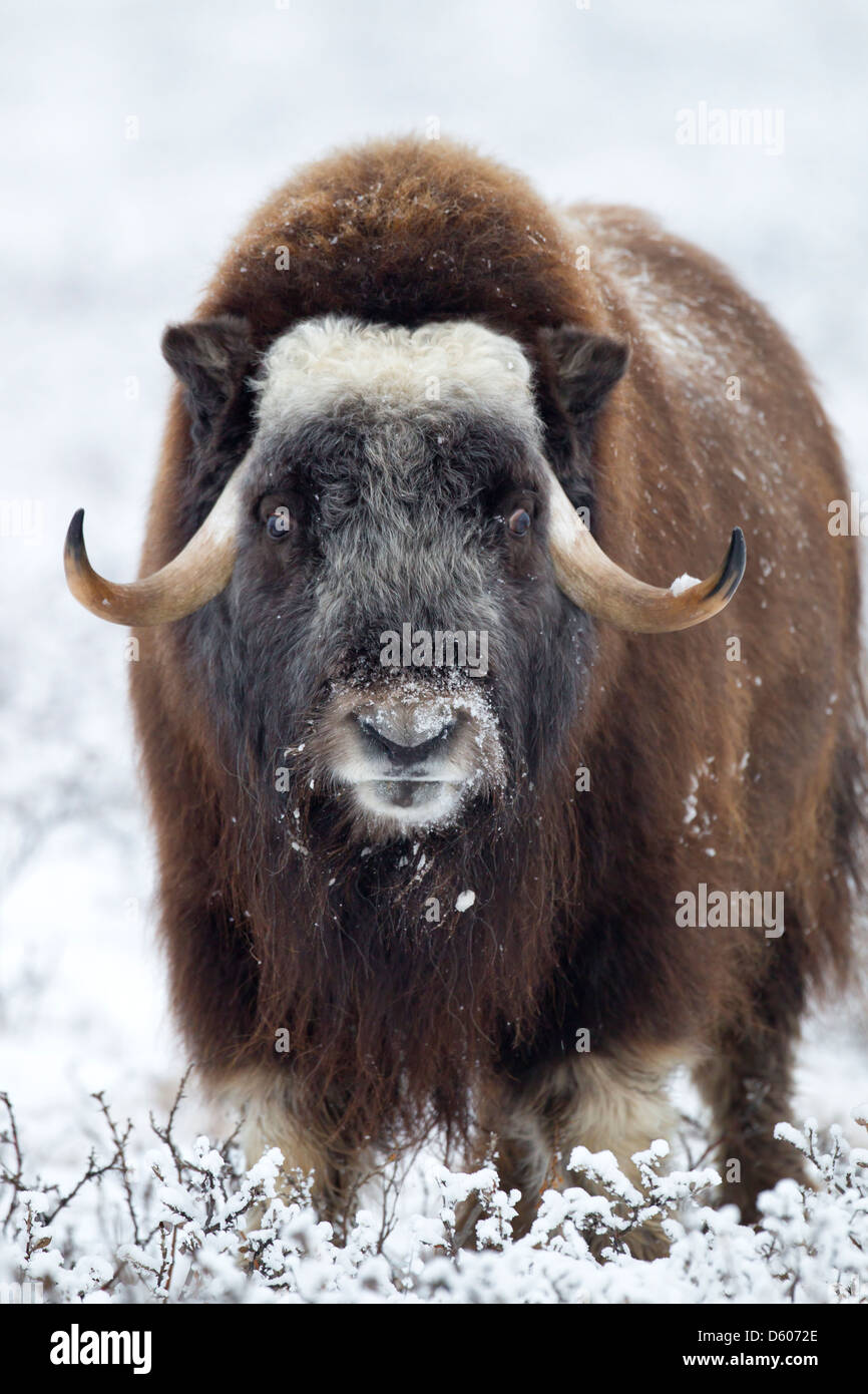 Musk Ox Ovibus moschatus pascolano sulla tundra nei pressi di Prudhoe Bay in Alaska, nel mese di ottobre. Foto Stock