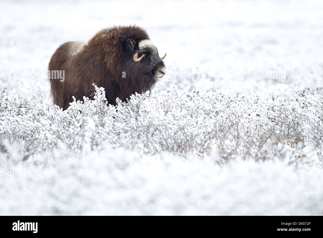 Musk Ox Ovibus moschatus pascolano sulla tundra nei pressi di Prudhoe Bay in Alaska, nel mese di ottobre. Foto Stock