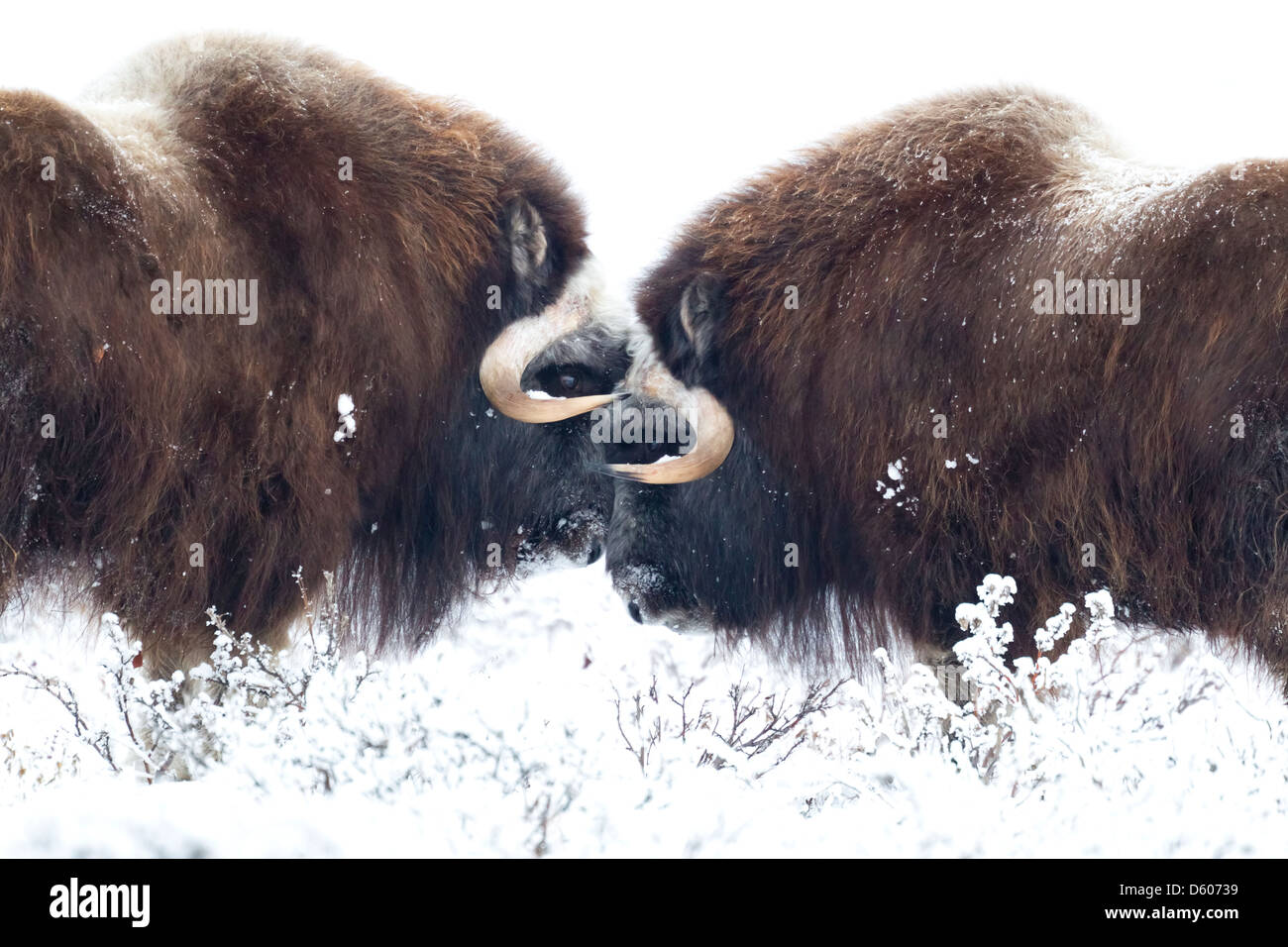 Musk Ox Ovibus moschatus maschi testa a testa nei pressi di Prudhoe Bay in Alaska, nel mese di ottobre. Foto Stock