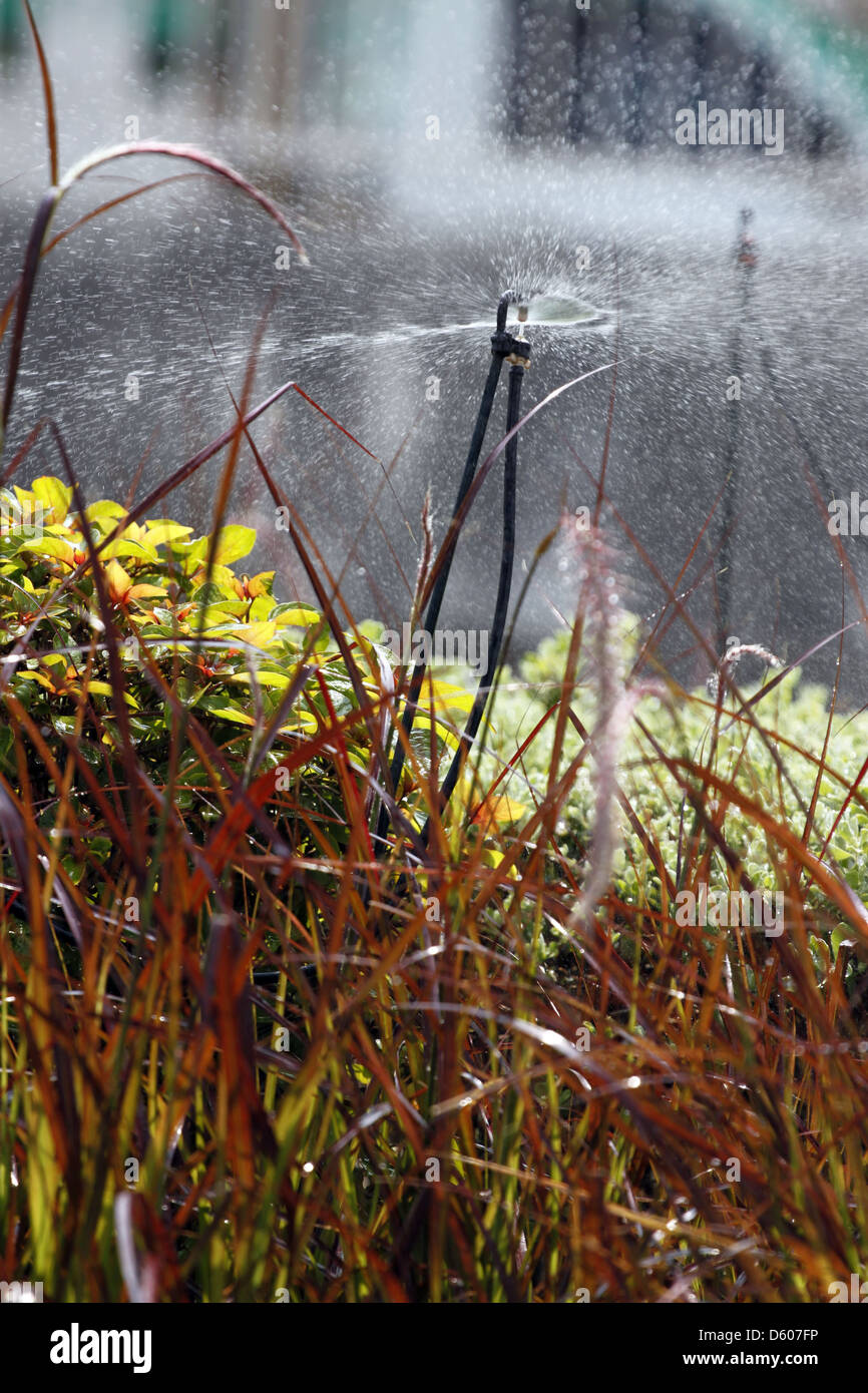 L'innaffiamento di sprinkler i fiori al mattino. Foto Stock