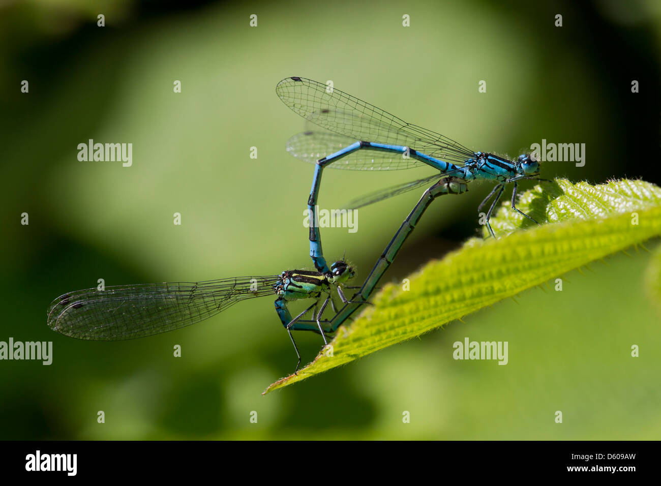 Azure damselfly Coenagrion puella adulto coppia in tandem ruote coppulating, Raven punto, Repubblica di Irlanda nel mese di giugno. Foto Stock