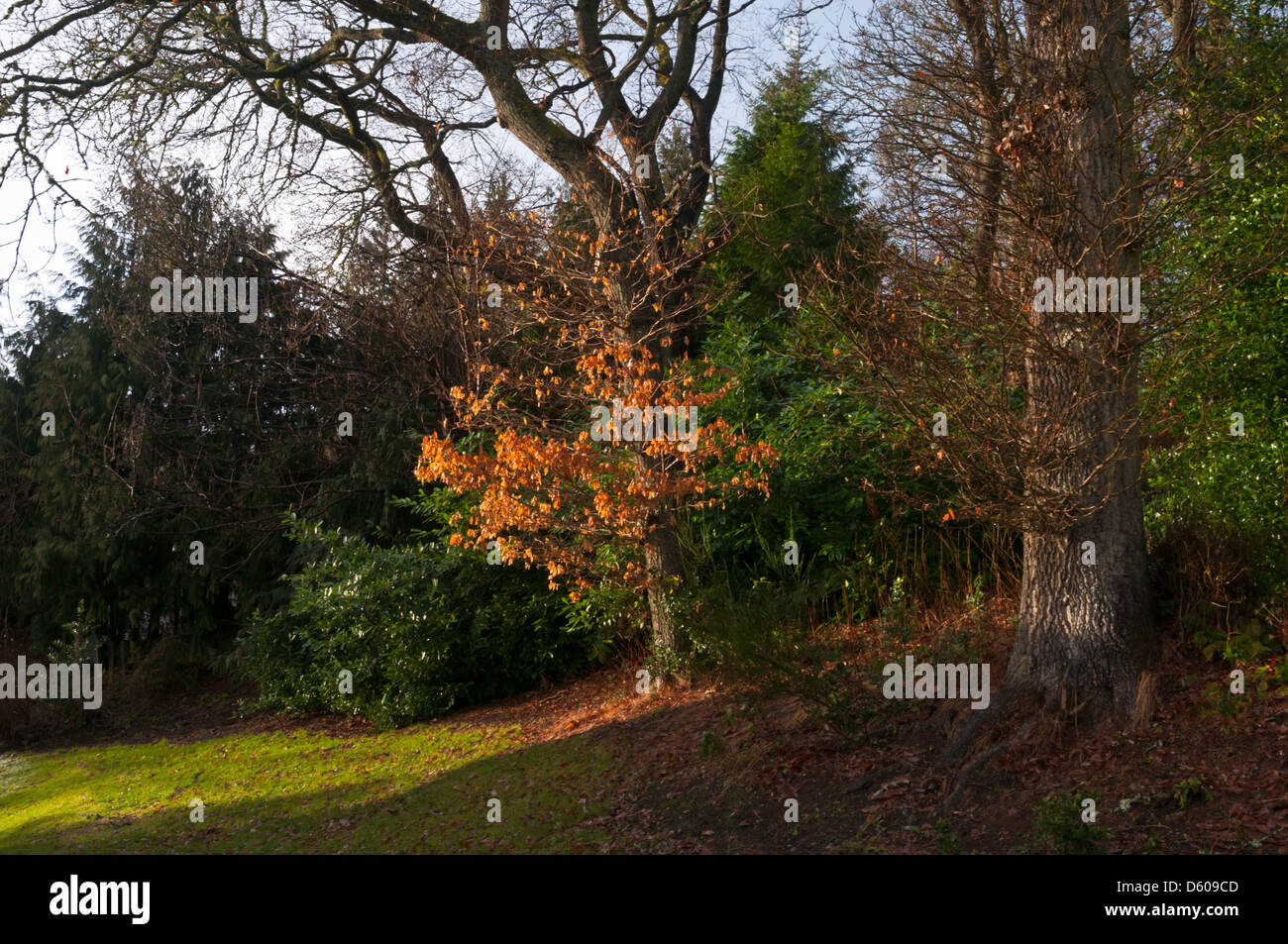 Foglie di autunno tra i sempreverdi Foto Stock