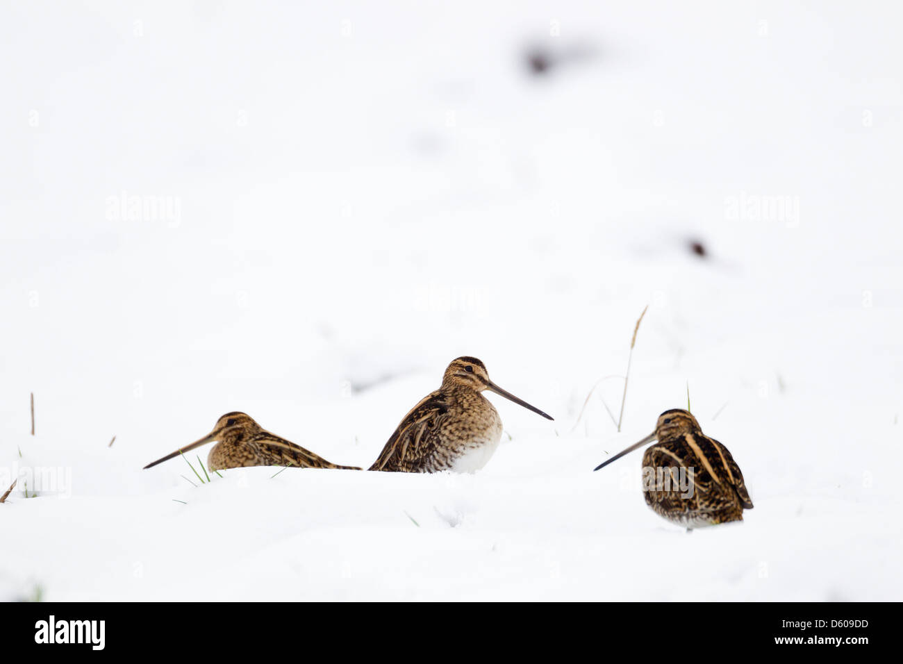 Beccaccino Gallinago gallinago, inverno adulti, hunkered in snow vicino a Swindon, Regno Unito in gennaio. Foto Stock