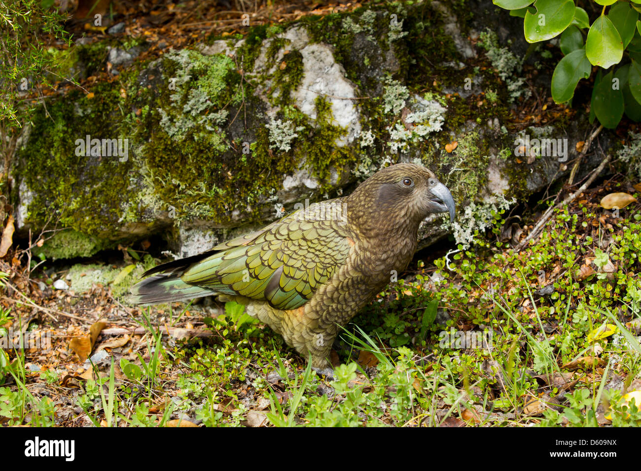 Kea Nestor notabilis, adulto, in habitat naturale, il lago Manapouri, Nuova Zelanda nel mese di novembre. Foto Stock