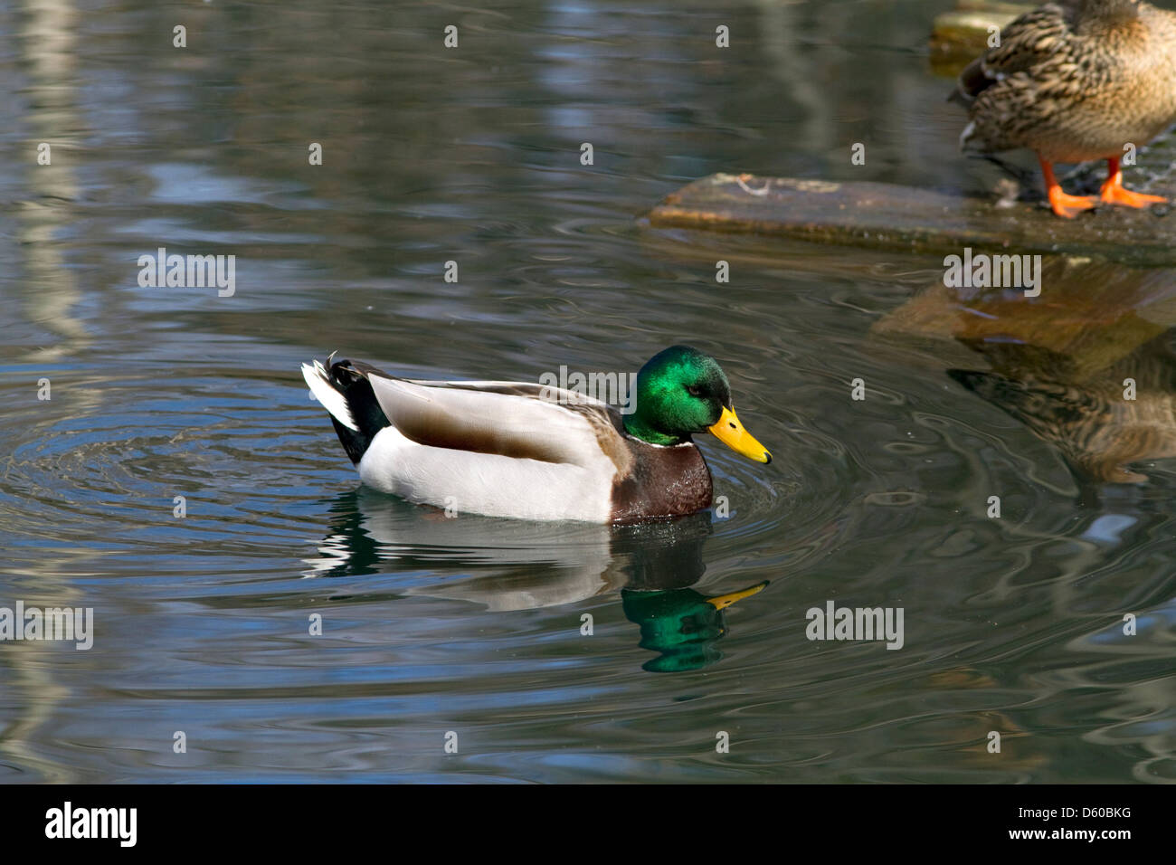 Mallard duck a Boise, Idaho, Stati Uniti d'America. Foto Stock