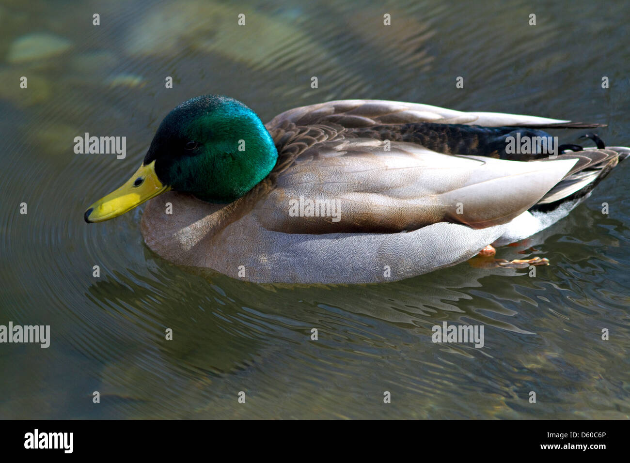Mallard duck a Boise, Idaho, Stati Uniti d'America. Foto Stock