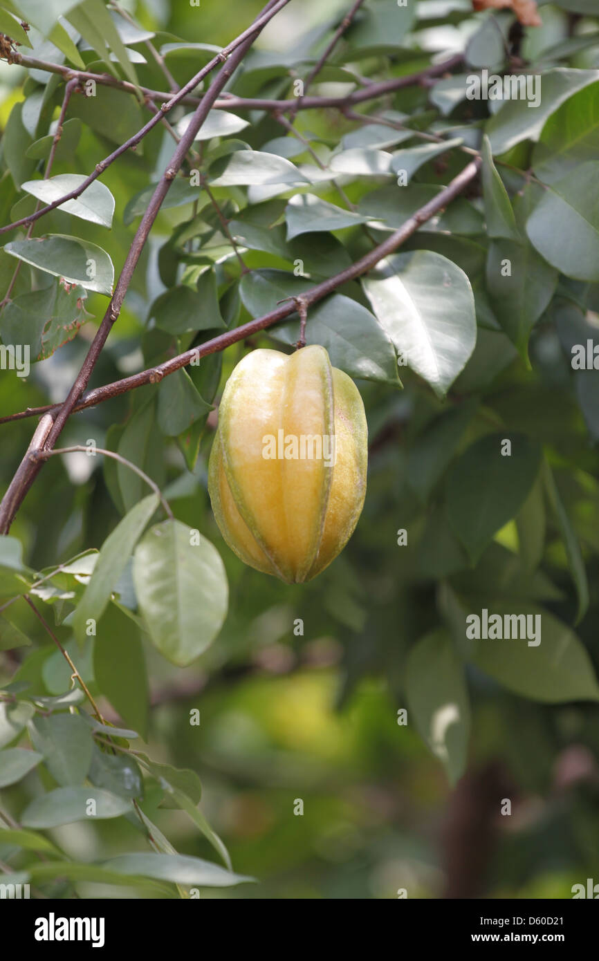 Carambole o starfruit è il frutto della Tailandia,edulcorata e aspro. Foto Stock