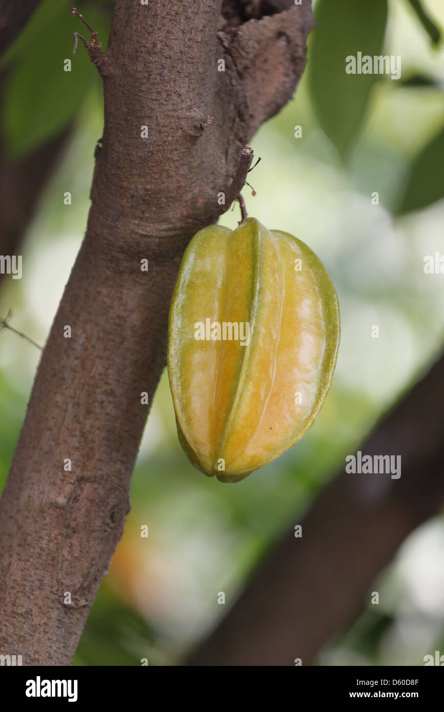 Carambole o starfruit è il frutto della Tailandia,edulcorata e aspro. Foto Stock