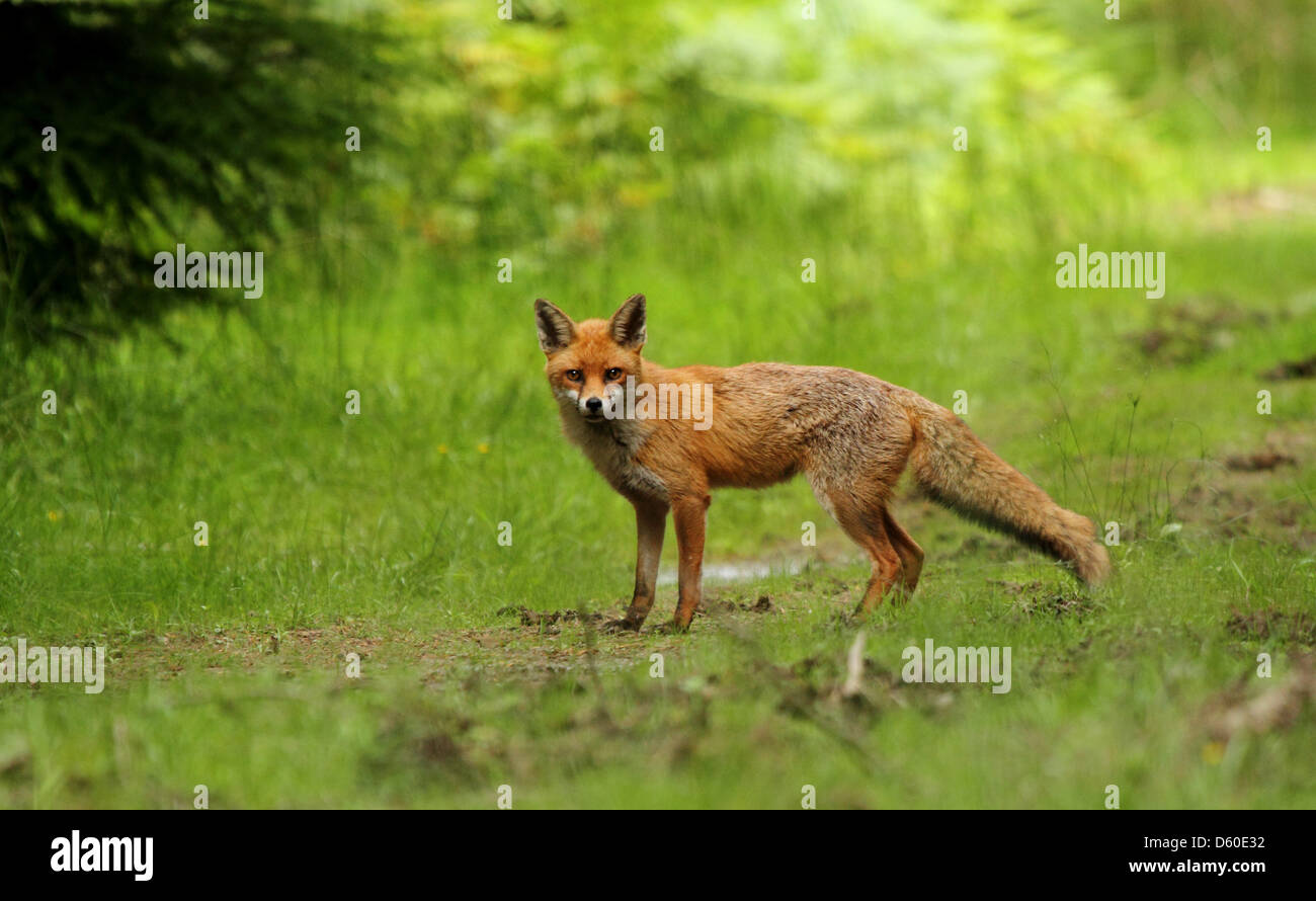 Red Fox - Foresta di Dean, Gloucestershire, Regno Unito Foto Stock