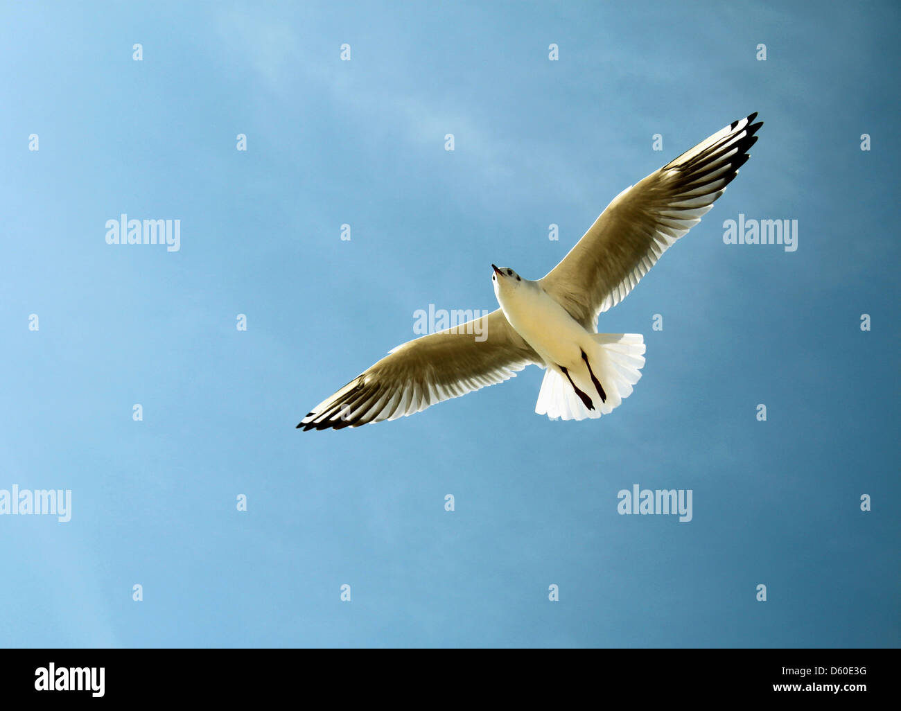 Una immagine di un gabbiano nel cielo Foto Stock