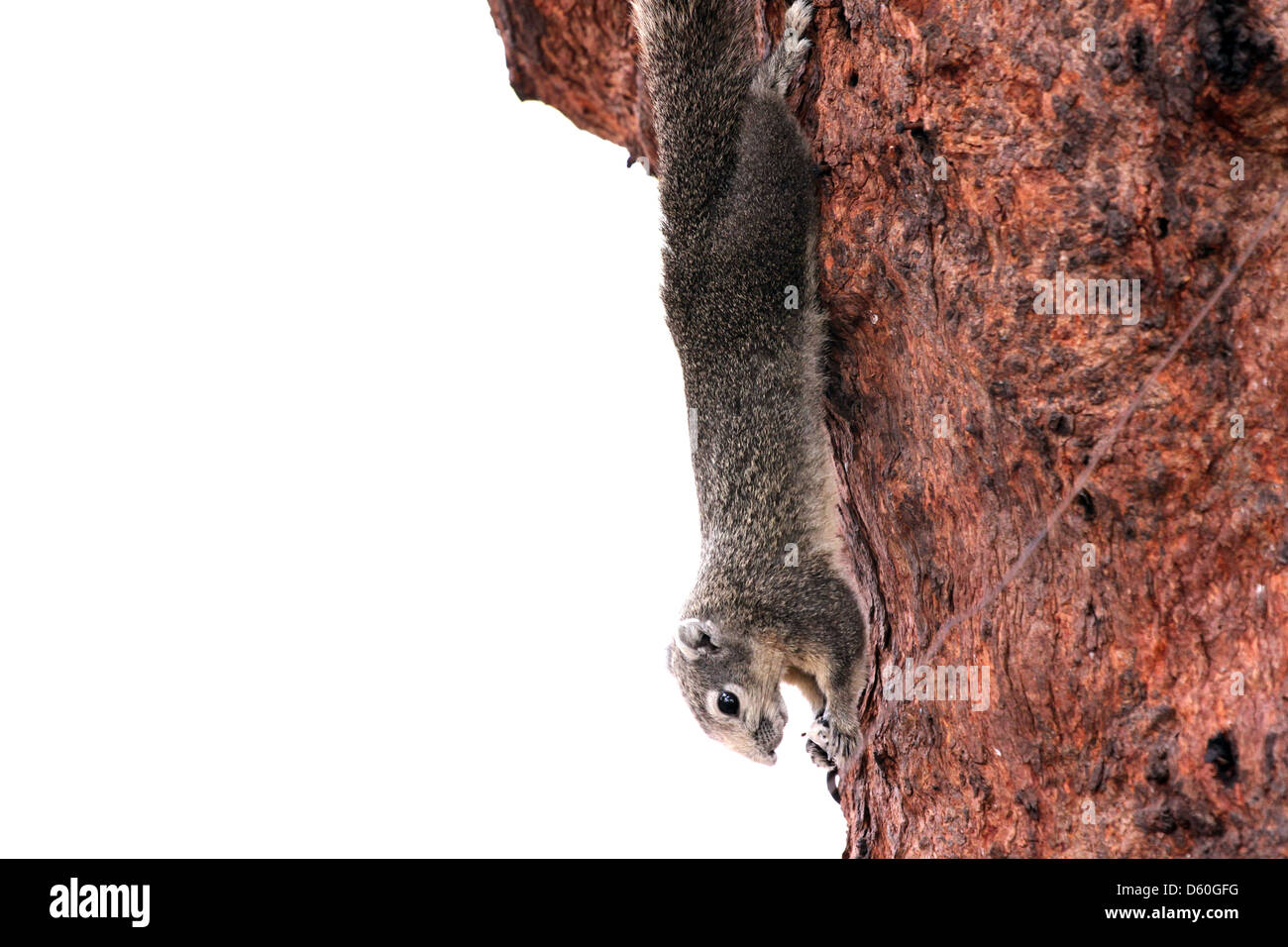 Scoiattoli nel parco,è stato appeso a testa in giù da un albero. Foto Stock