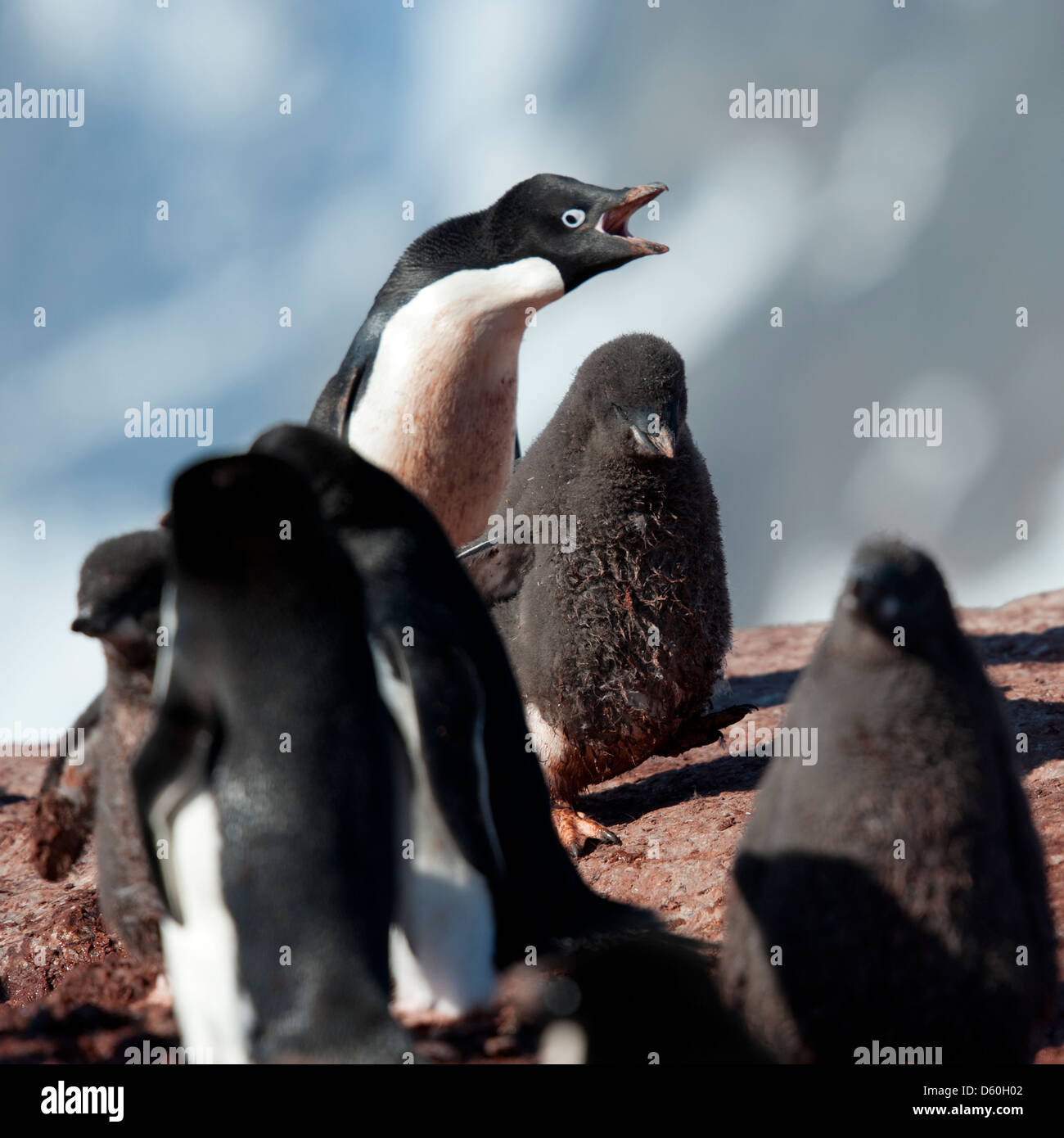 Adélie Penguin (Pygoscelis adeliae), Adulto squawking al pulcino. Petermann Island penisola antartica. Foto Stock