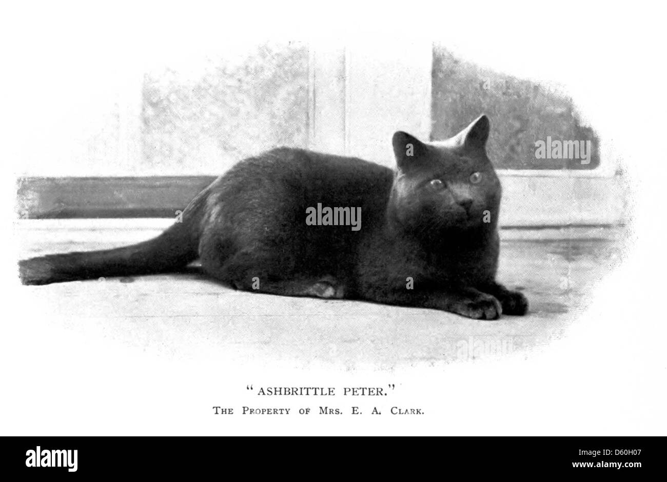 Questa immagine mostra la copertina di "The Book of the Cat", una pubblicazione del 1903 di Robert H. S. Foster, eminente scrittore e appassionato di gatti. Il libro è un'esplorazione completa della storia, delle caratteristiche e del simbolismo dei gatti, riflettendo l'amore dell'autore per i felini e il loro significato culturale nel corso della storia. Foto Stock