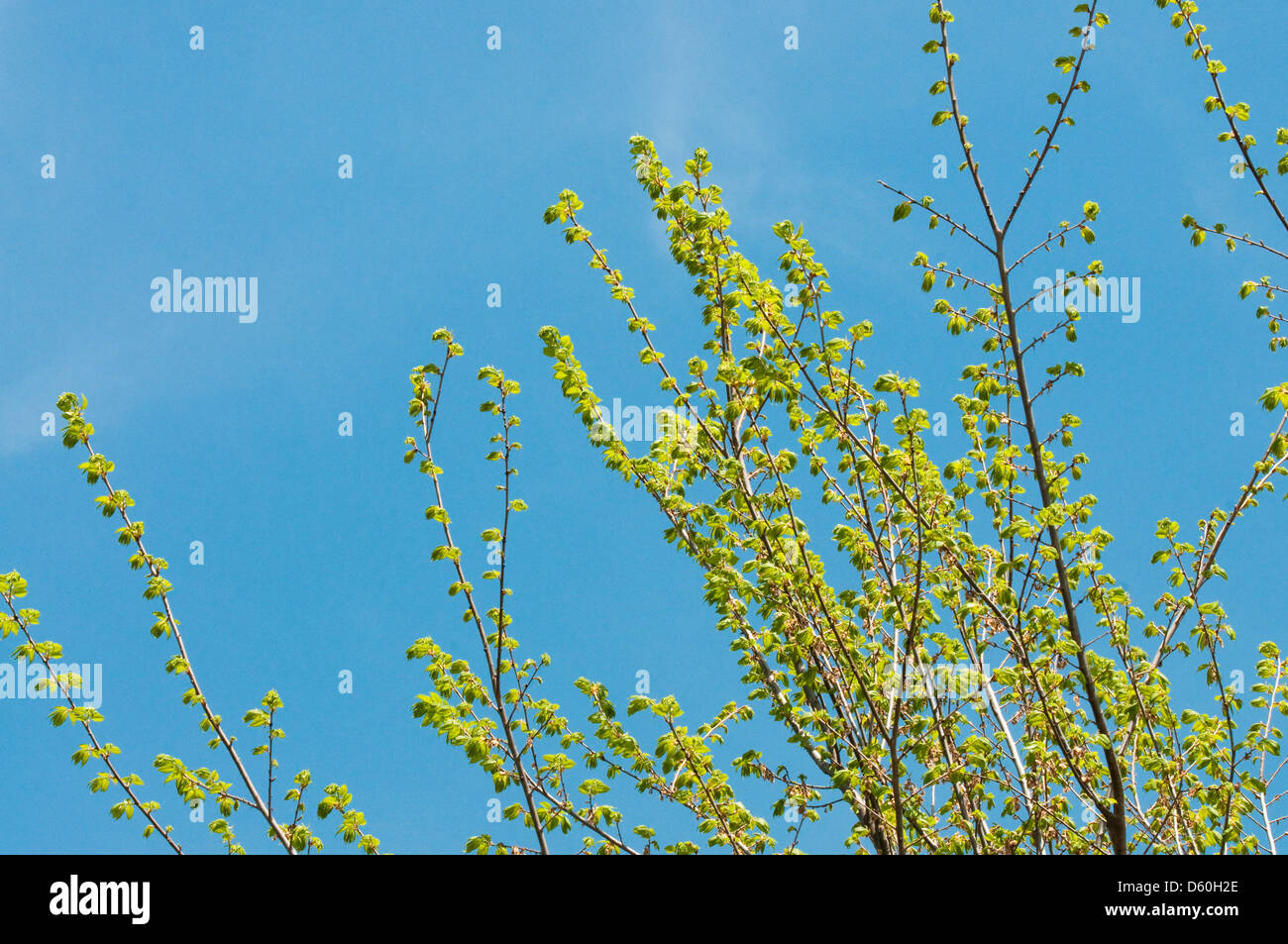 Blooming albero verde con bel cielo azzurro in background. Foto Stock