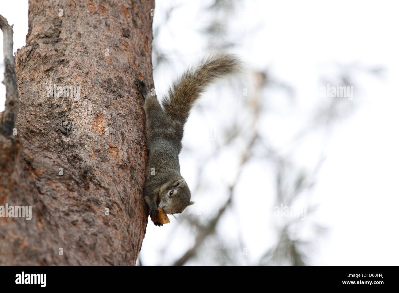 Scoiattoli nel parco,è stato appeso a testa in giù da un albero e mangiare cibi. Foto Stock