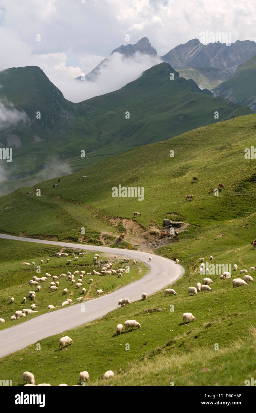 Gli animali nel loro pascolo estivo nella Vallée du Vallentin, Pirenei vicino a Laruns, nel sud della Francia Foto Stock