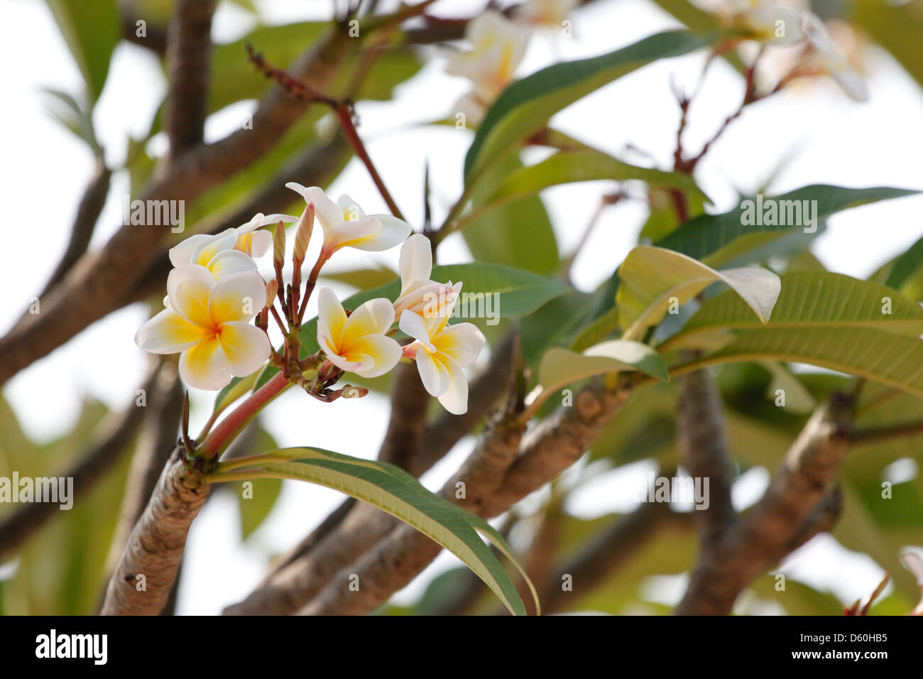 Foto Frangipani (plumeria) fiore sull'albero. Foto Stock