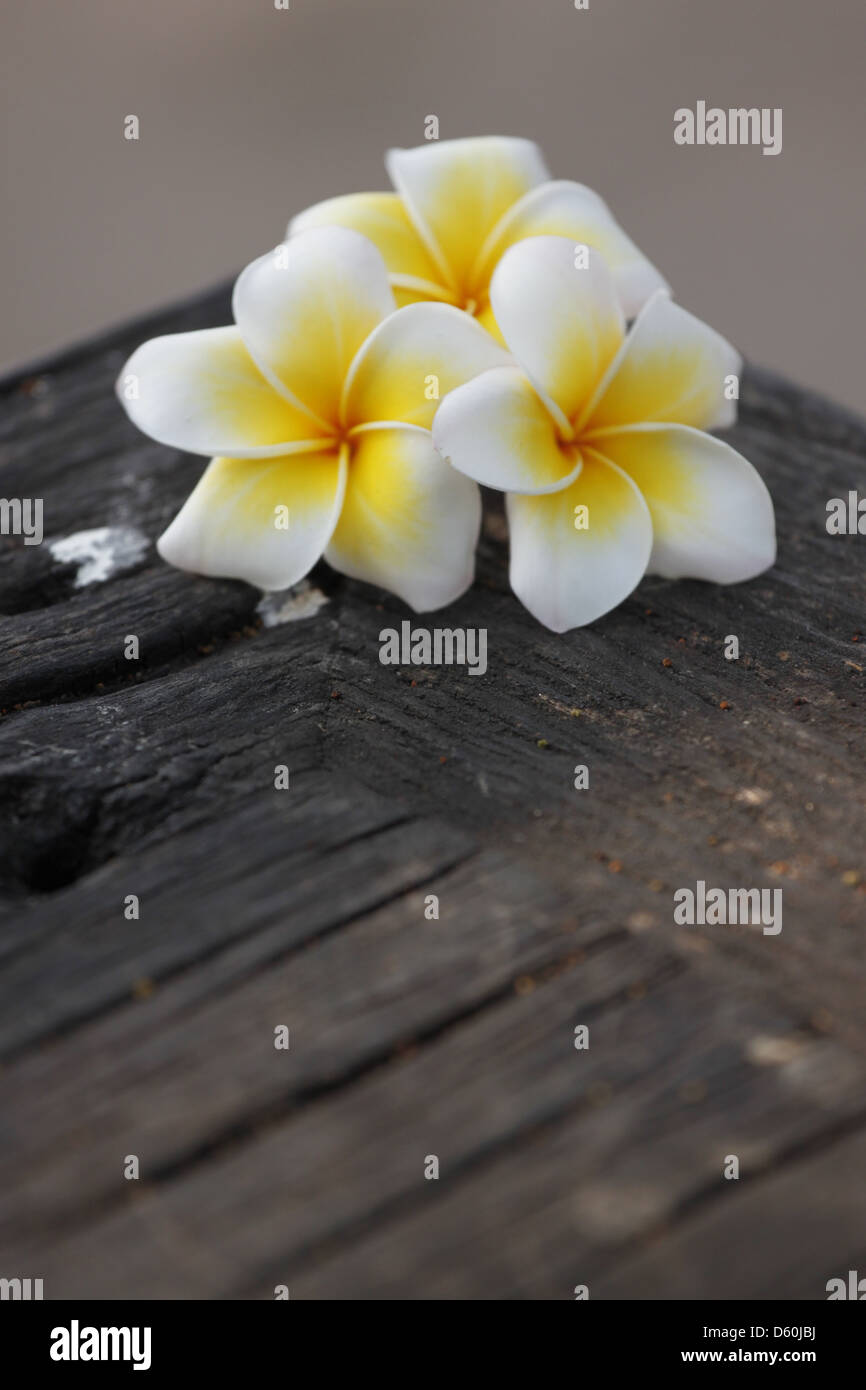 Foto Frangipani (plumeria) fiore su vecchi boschi. Foto Stock