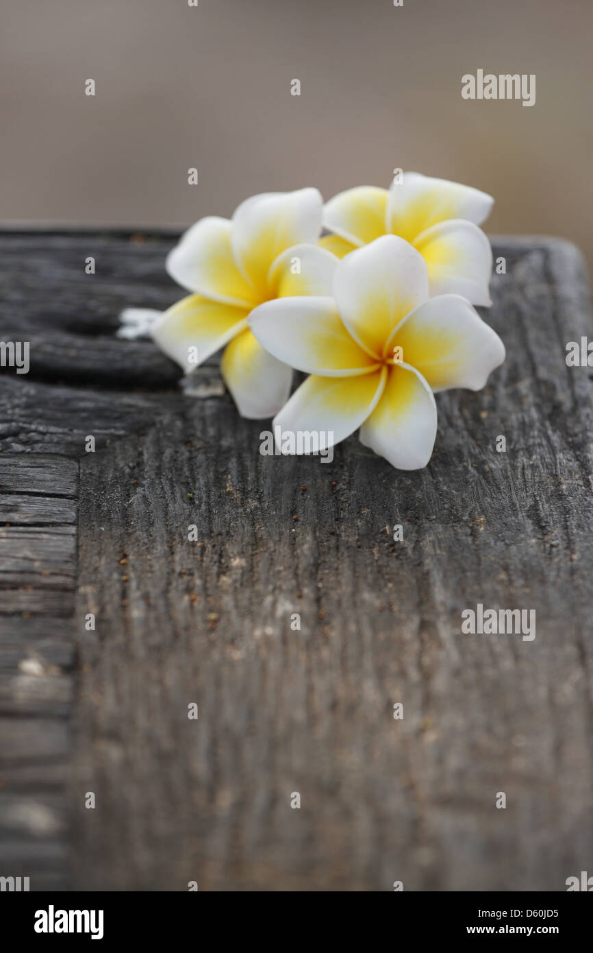 Foto Frangipani (plumeria) fiore su vecchi boschi. Foto Stock