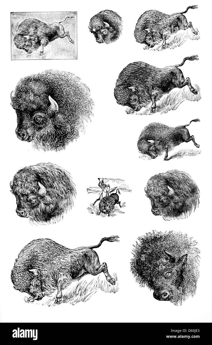Un catalogo del 1900 che mostra campioni di tipo, bordi, regole in ottone, ornamenti e macchinari per la stampa. Questo libro da scrivania è servito come guida per stampanti e tipografi per esplorare e selezionare vari materiali di consumo. Foto Stock