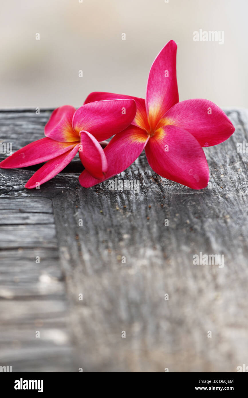 Foto Frangipani (plumeria) fiore su vecchi boschi. Foto Stock