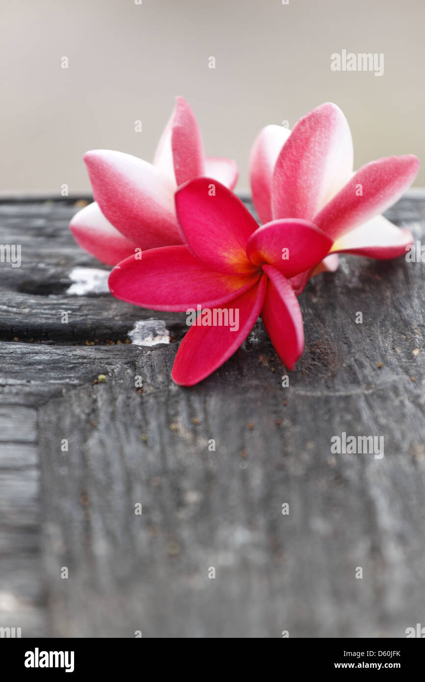 Foto Frangipani (plumeria) fiore su vecchi boschi. Foto Stock