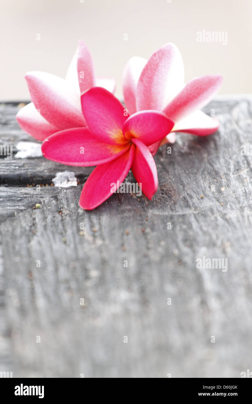 Foto Frangipani (plumeria) fiore su vecchi boschi. Foto Stock