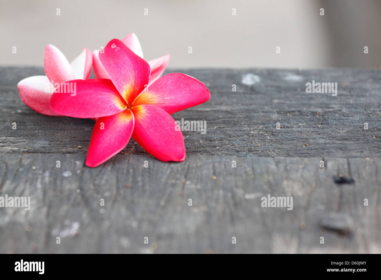 Foto Frangipani (plumeria) fiore su vecchi boschi. Foto Stock