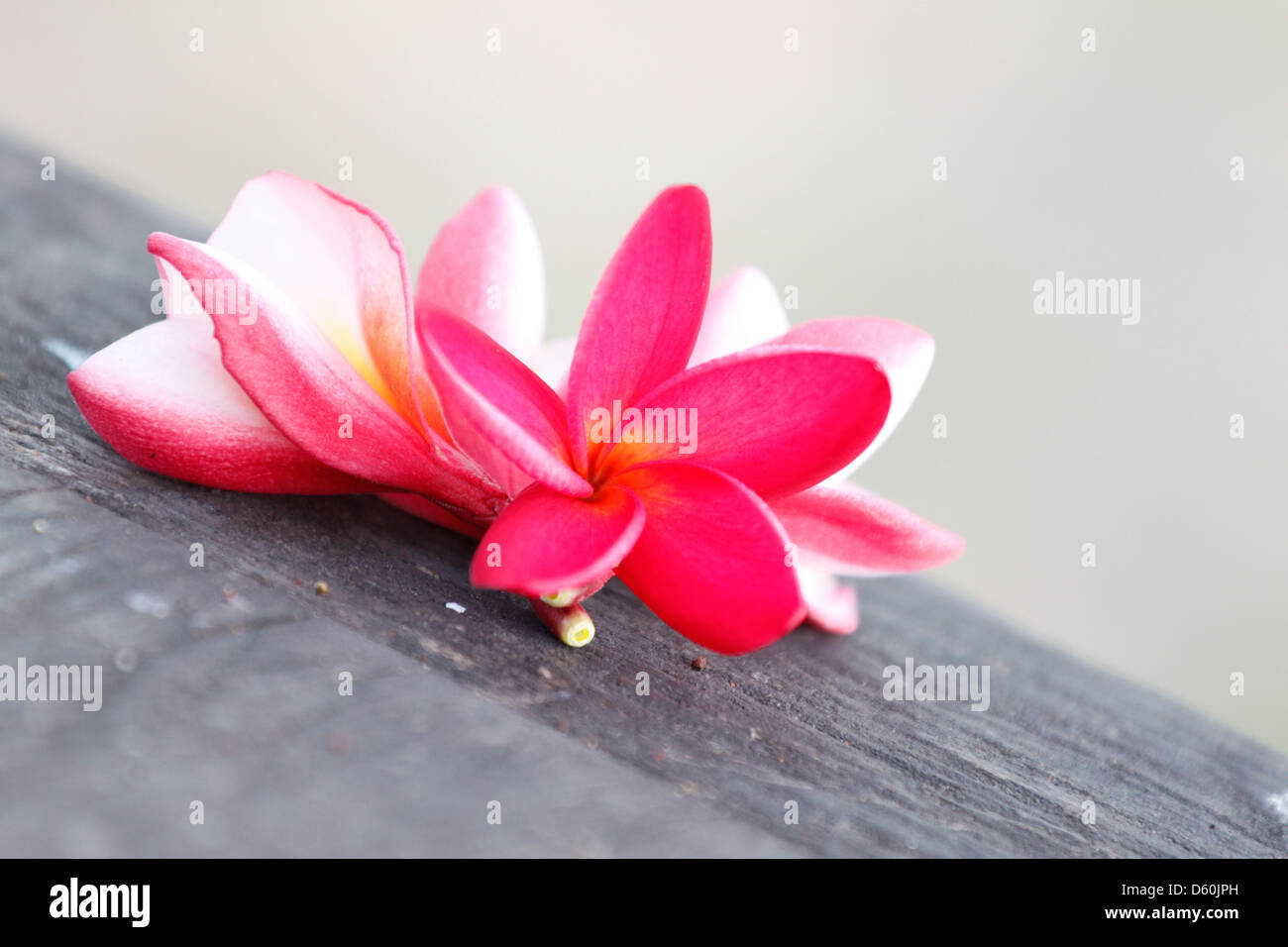 Foto Frangipani (plumeria) fiore su vecchi boschi. Foto Stock