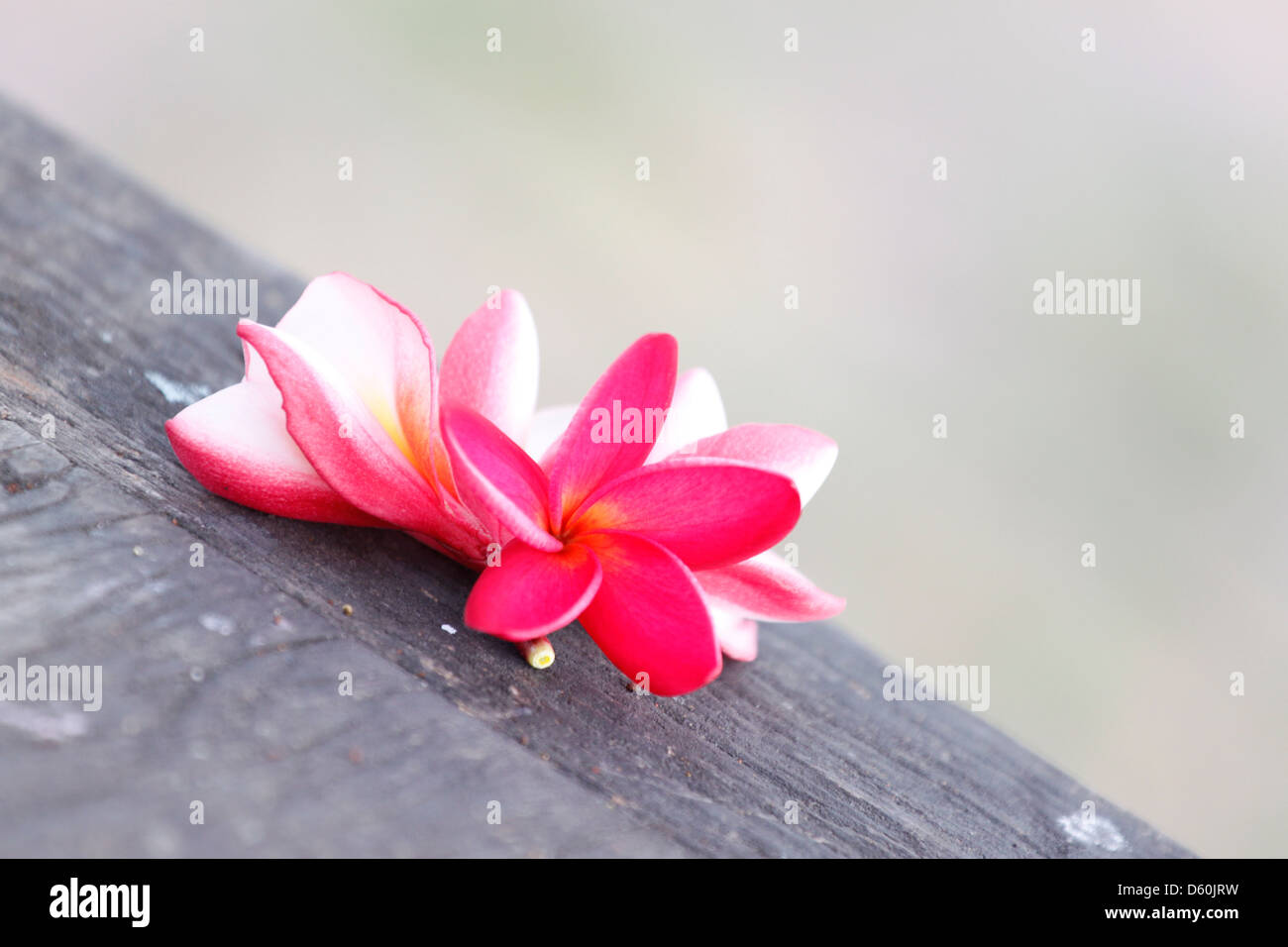 Foto Frangipani (plumeria) fiore su vecchi boschi. Foto Stock
