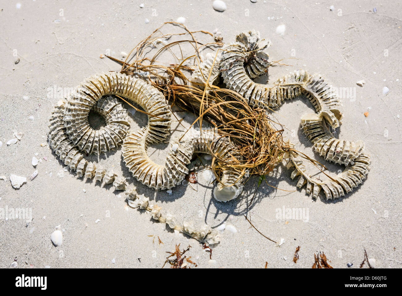 Il fulmine buccino uovo caso a Sanibel Island Florida Foto Stock