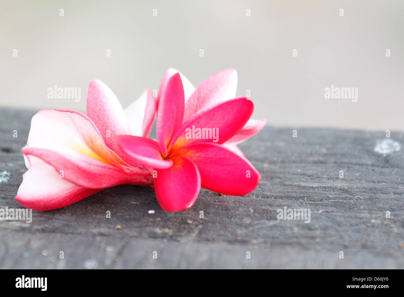 Foto Frangipani (plumeria) fiore su vecchi boschi. Foto Stock